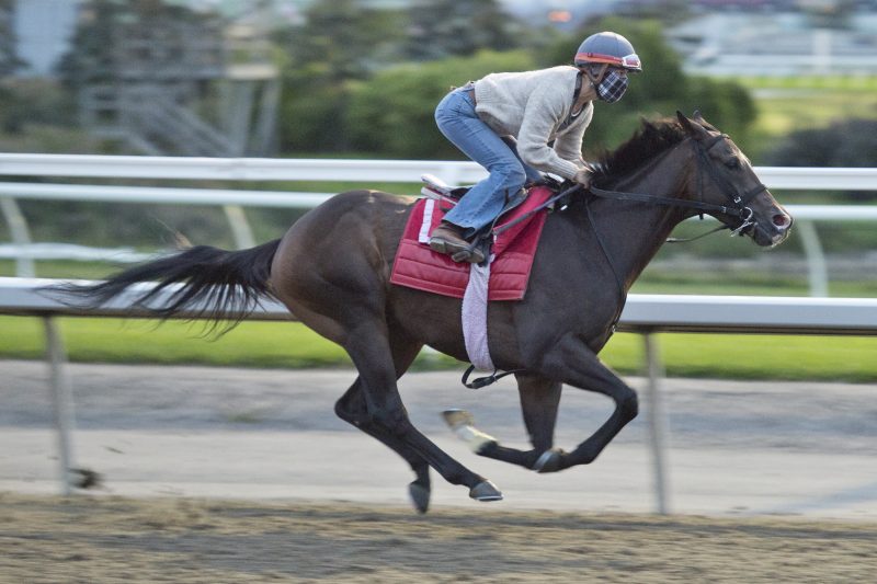 Lucky Score, one of two Mark Casse trainee Mile contenders training at Woodbine (Michael Burns Photo)
