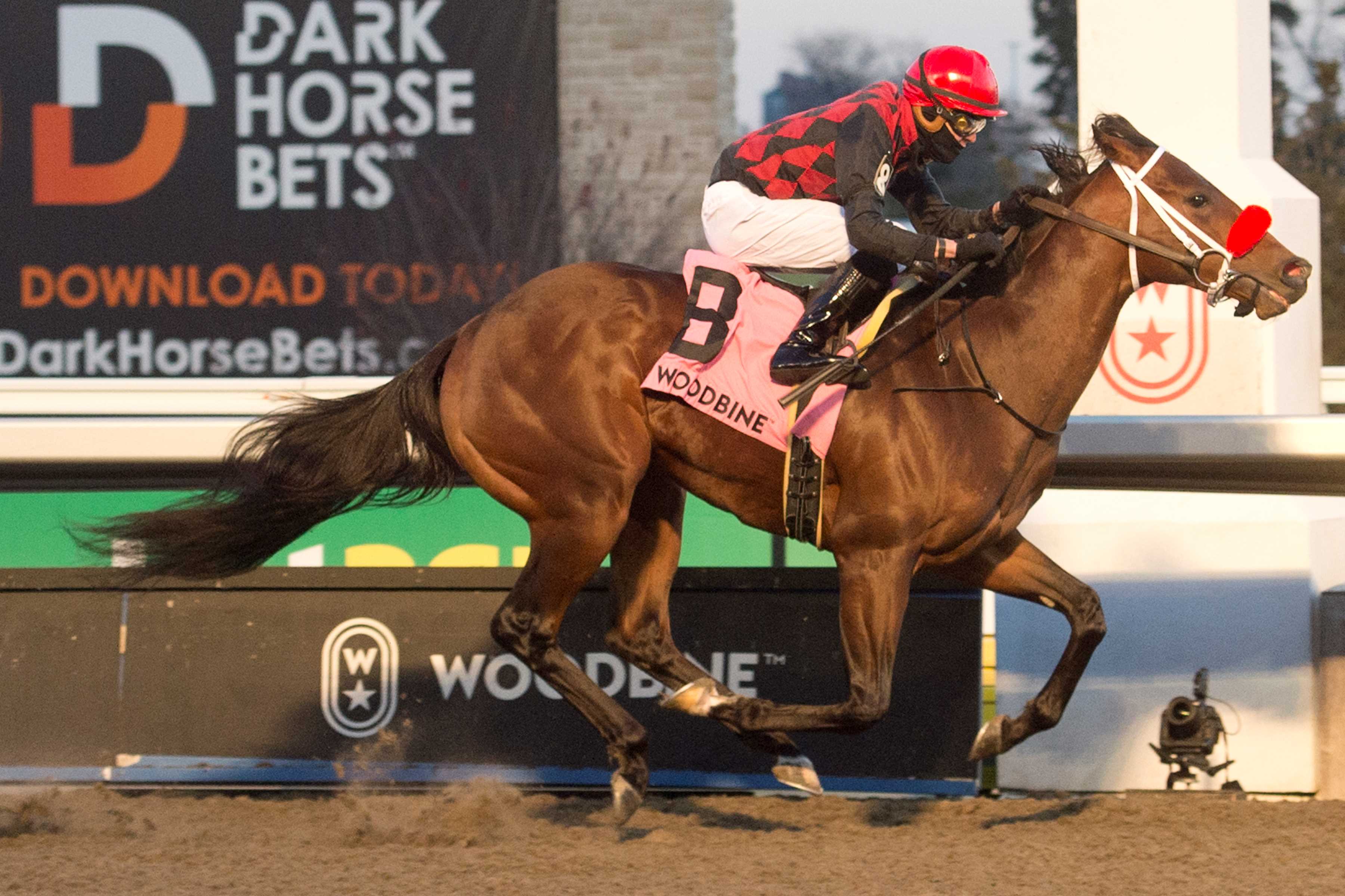 Babbo and jockey Eswan Flores winning the Coronation Futurity Stakes on November 25, 2023 at Woodbine (Michael Burns Photo)