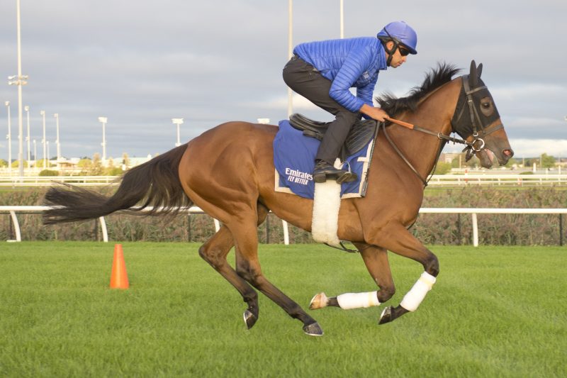 Mile contender Master of the Seas (IRE) training at Woodbine (Michael Burns Photo)