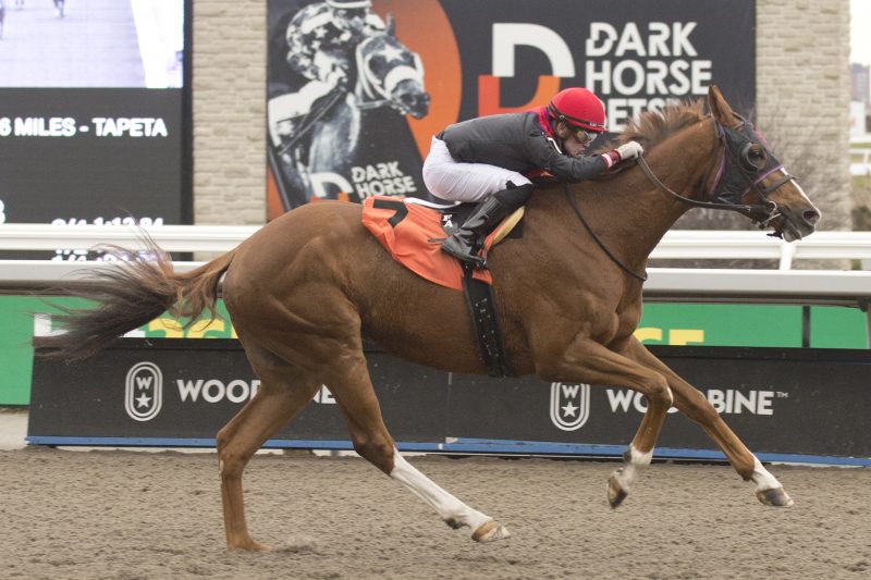 Infamous Covert and jockey Fraser Aebly winning Race 4 on December 9, 2023 at Woodbine (Michael Burns Photo)