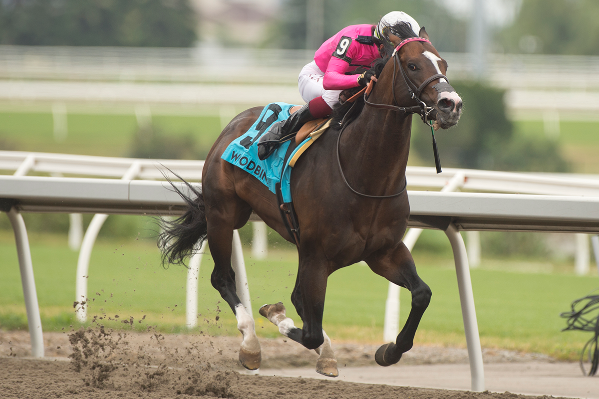 Canada Day Stakes Races on Tapeta track