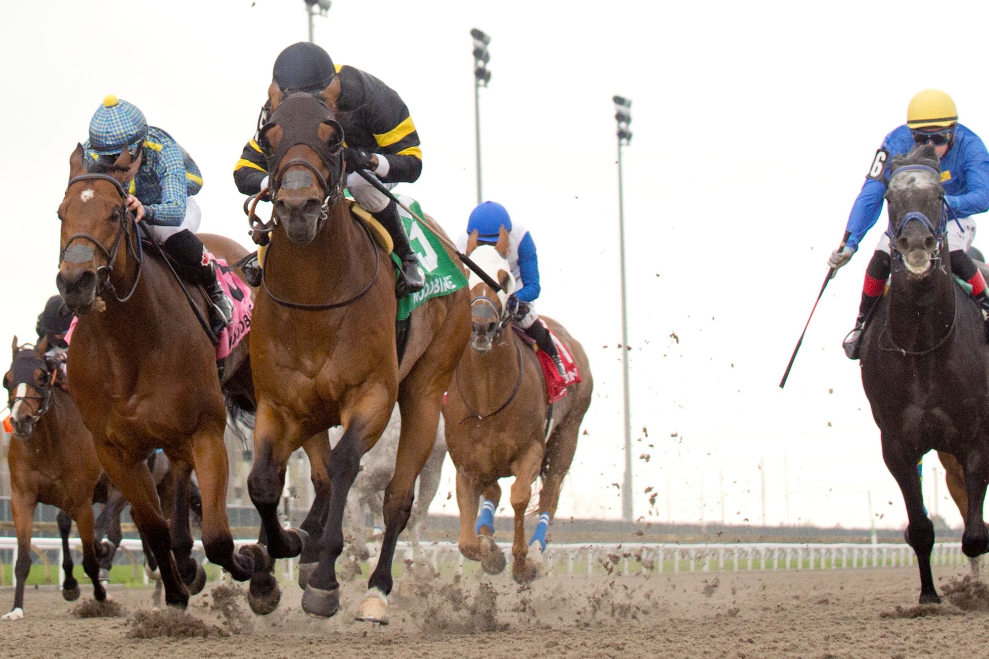 Guest Handicapper Molly Jo Rosen’s Saturday Graded Stakes Selections