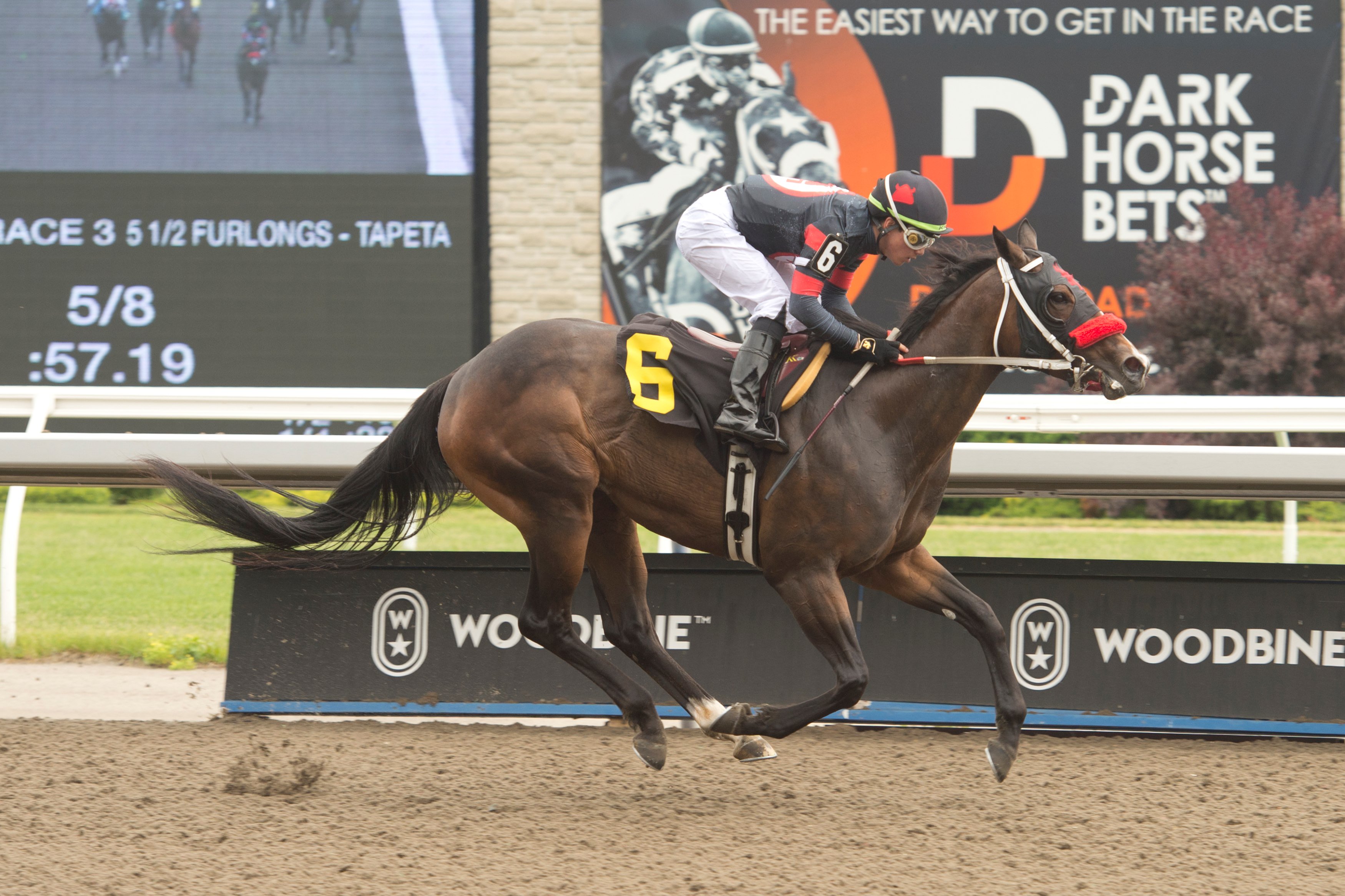 Cara Cara winning at Woodbine on June 8, 2024 (Michael Burns Photo)