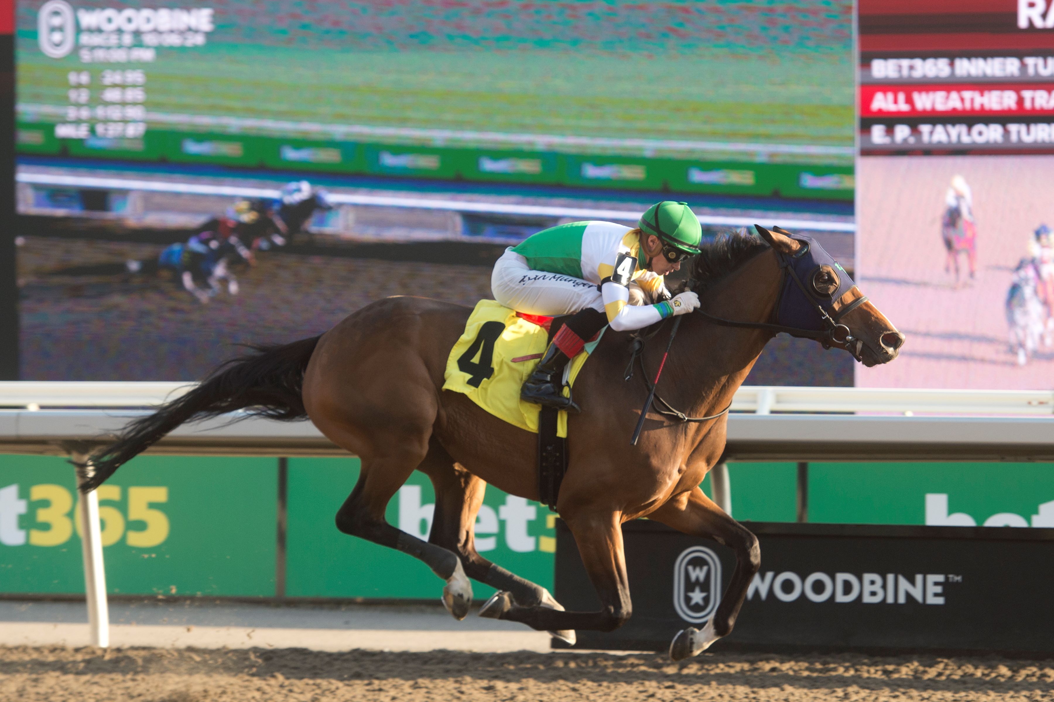 Collective Force and jockey Ryan Munger winning Race 8 on October 6, 2024 at Woodbine (Michael Burns Photo)