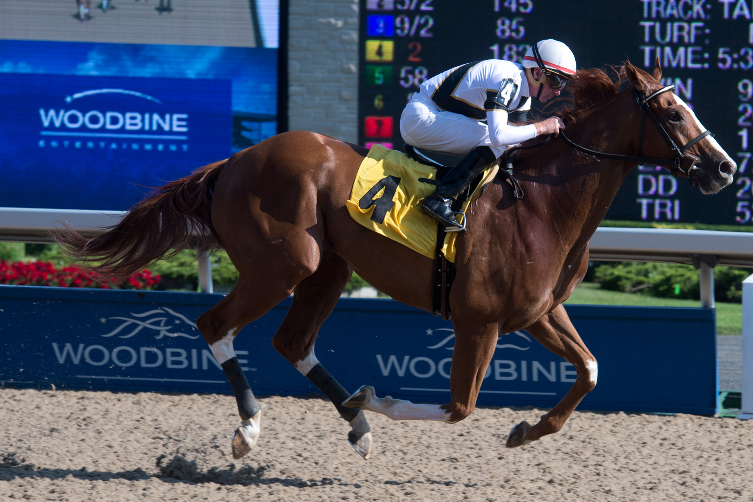 A Year Beyond the Norm Woodbine Racetrack