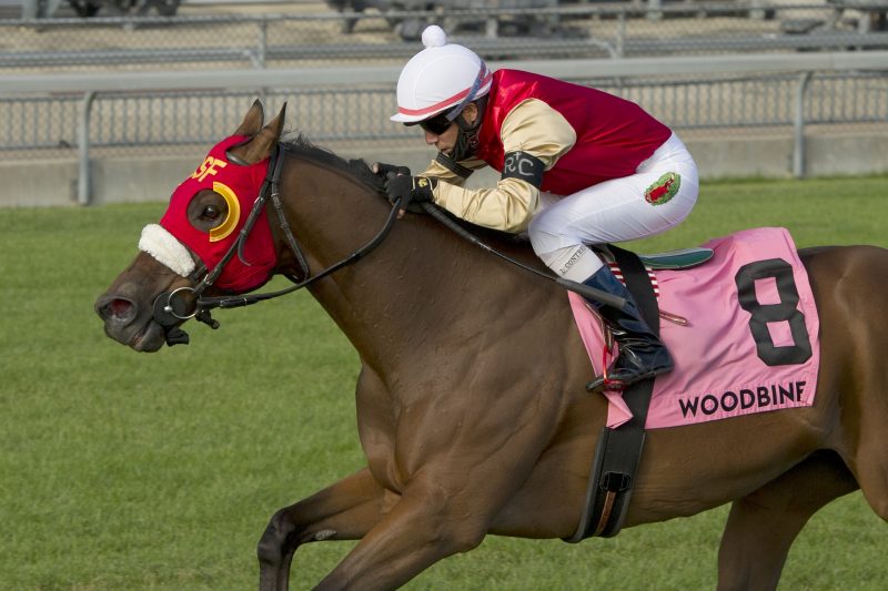 Count Again wins the Grade 3, $125,000 Singspiel Stakes, on September 19, 2020 at Woodbine Racetrack in Toronto.