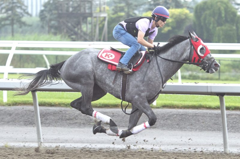 Courtly Ro training at Woodbine (Michael Burns Photo)