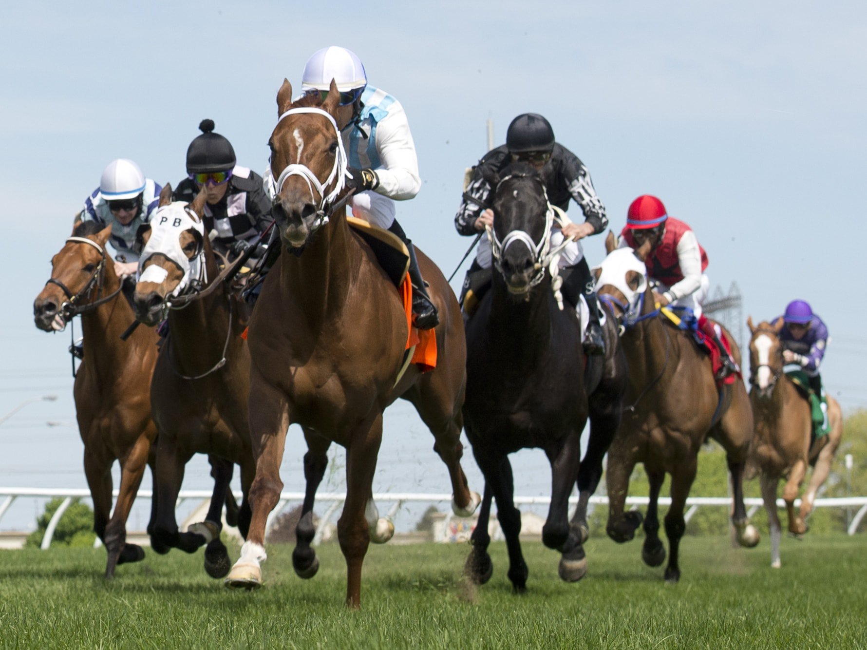 Thoroughbred horses on a turf course racing on woodbine racetrack