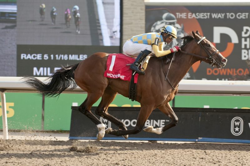 Forever Dixie and jockey Patrick Husbands winning the Ontario Damsel Stakes on October 1, 2023 at Woodbine (Michael Burns Photo)