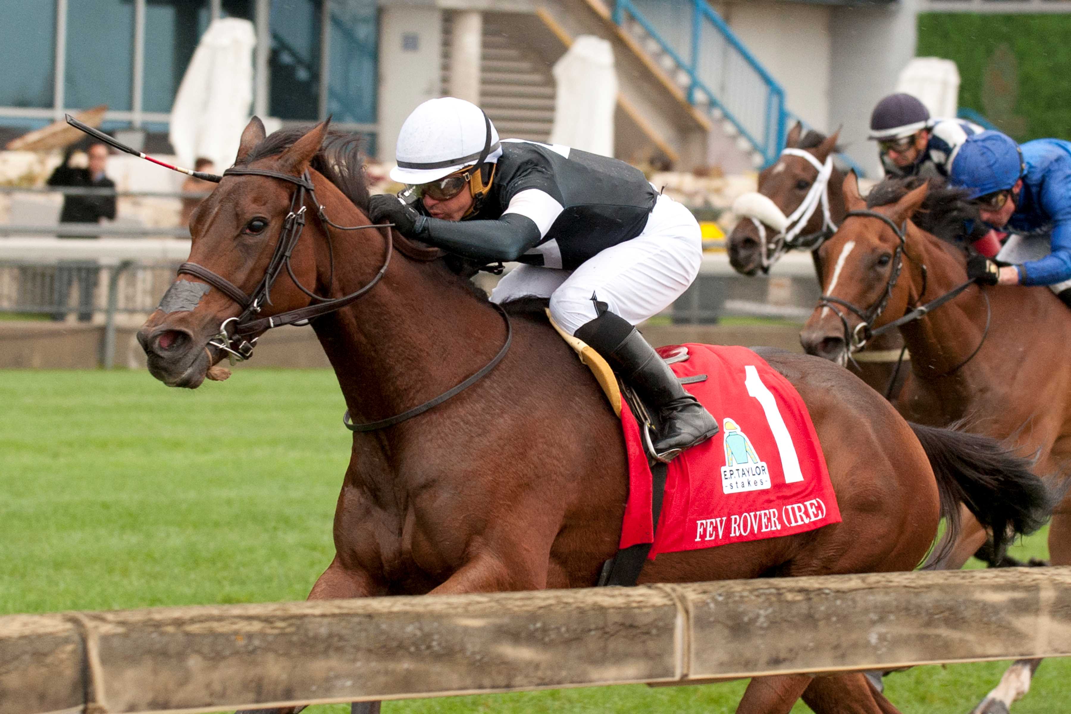 Fev Rover (IRE) winning the E.P. Taylor Stakes on October 8, 2023 at Woodbine (Michael Burns Photo)