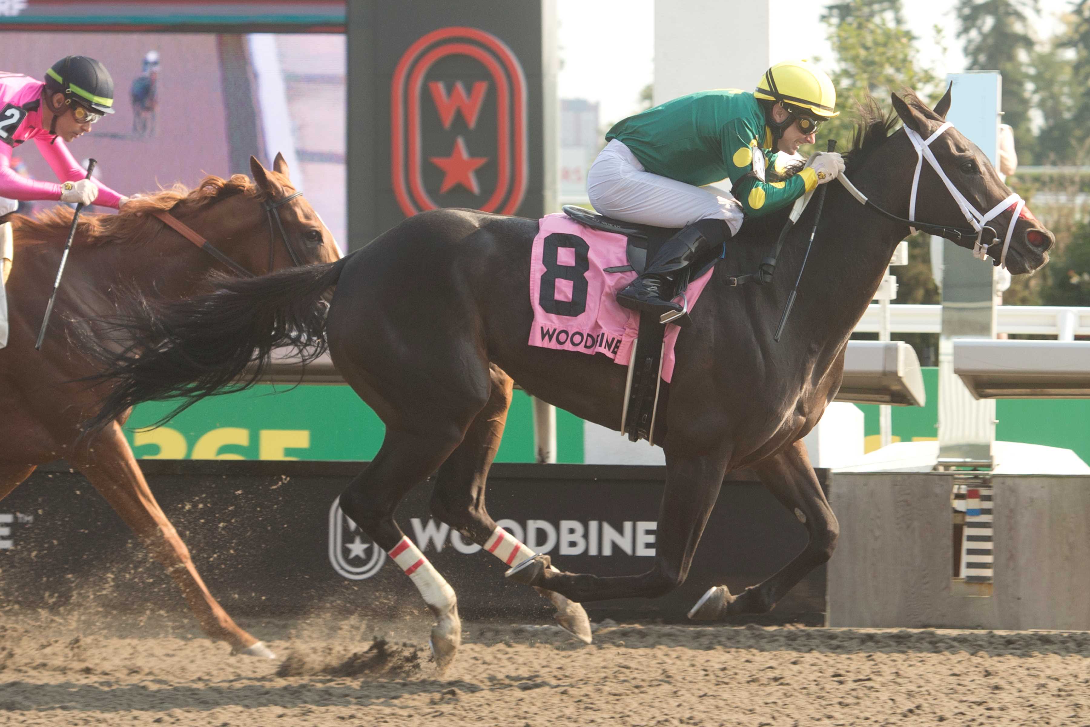 Fashionably Fab and jockey David Moran winning the Ontario Matron Stakes (G3) on September 14, 2024 at Woodbine (Michael Burns Photo)