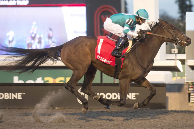 Bossy Candy and jockey Rafael Hernandez winning the Shady Well Stakes on November 22, 2025 at Woodbine (Michael Burns Photo)