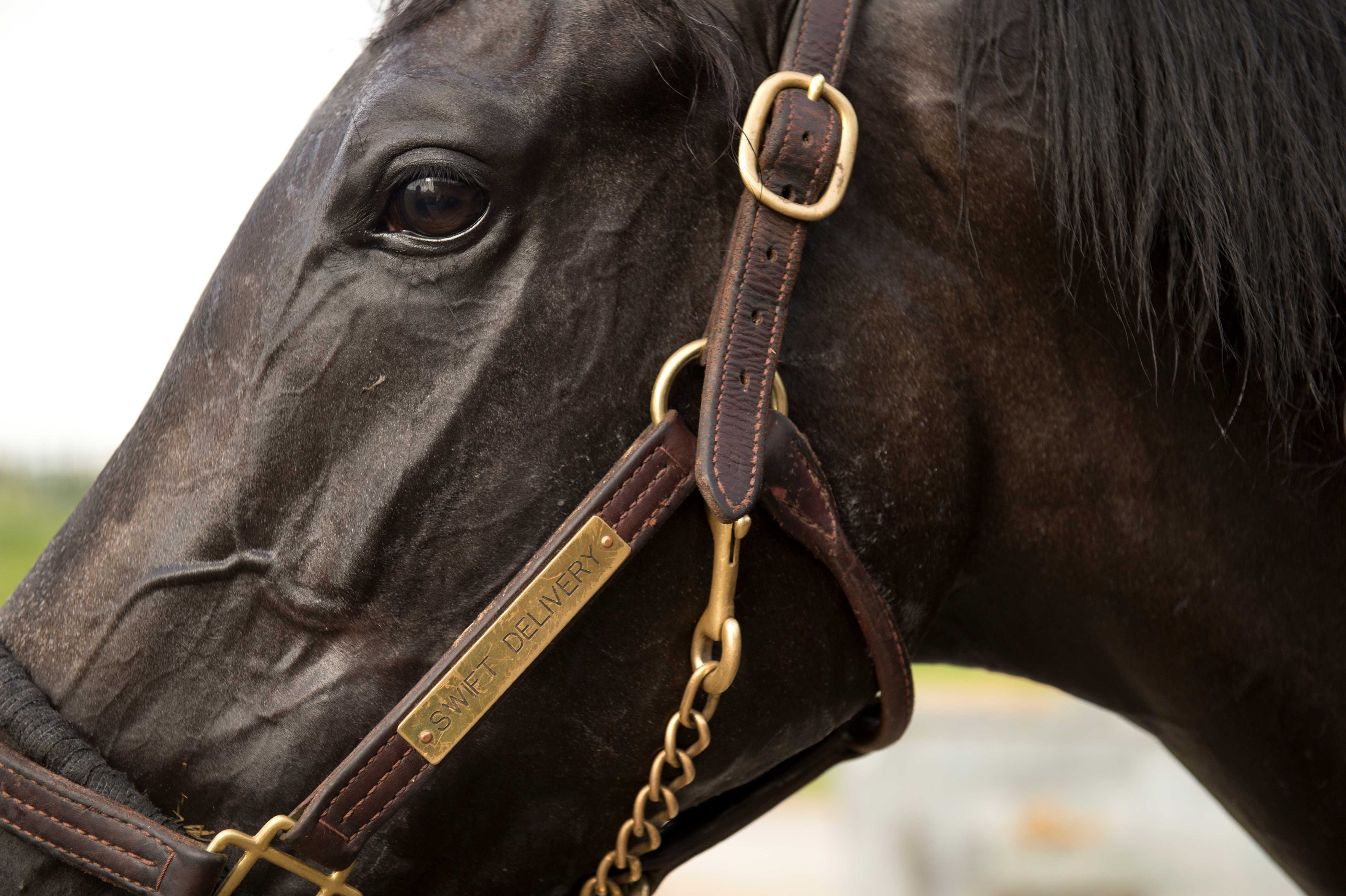 Swift Delivery at Woodbine (Michael Burns Photo)