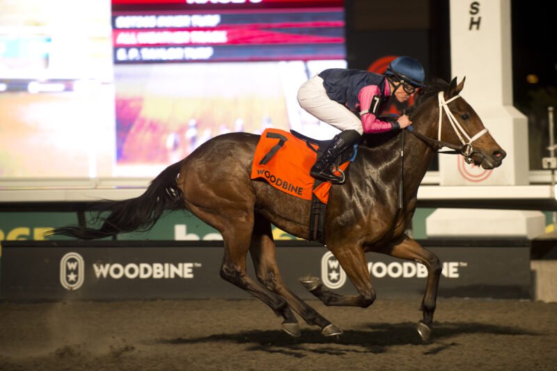 Duckduckduck and jockey Emma-Jayne Wilson winning the Clarendon Stakes on November 23, 2025 at Woodbine (Michael Burns Photo)