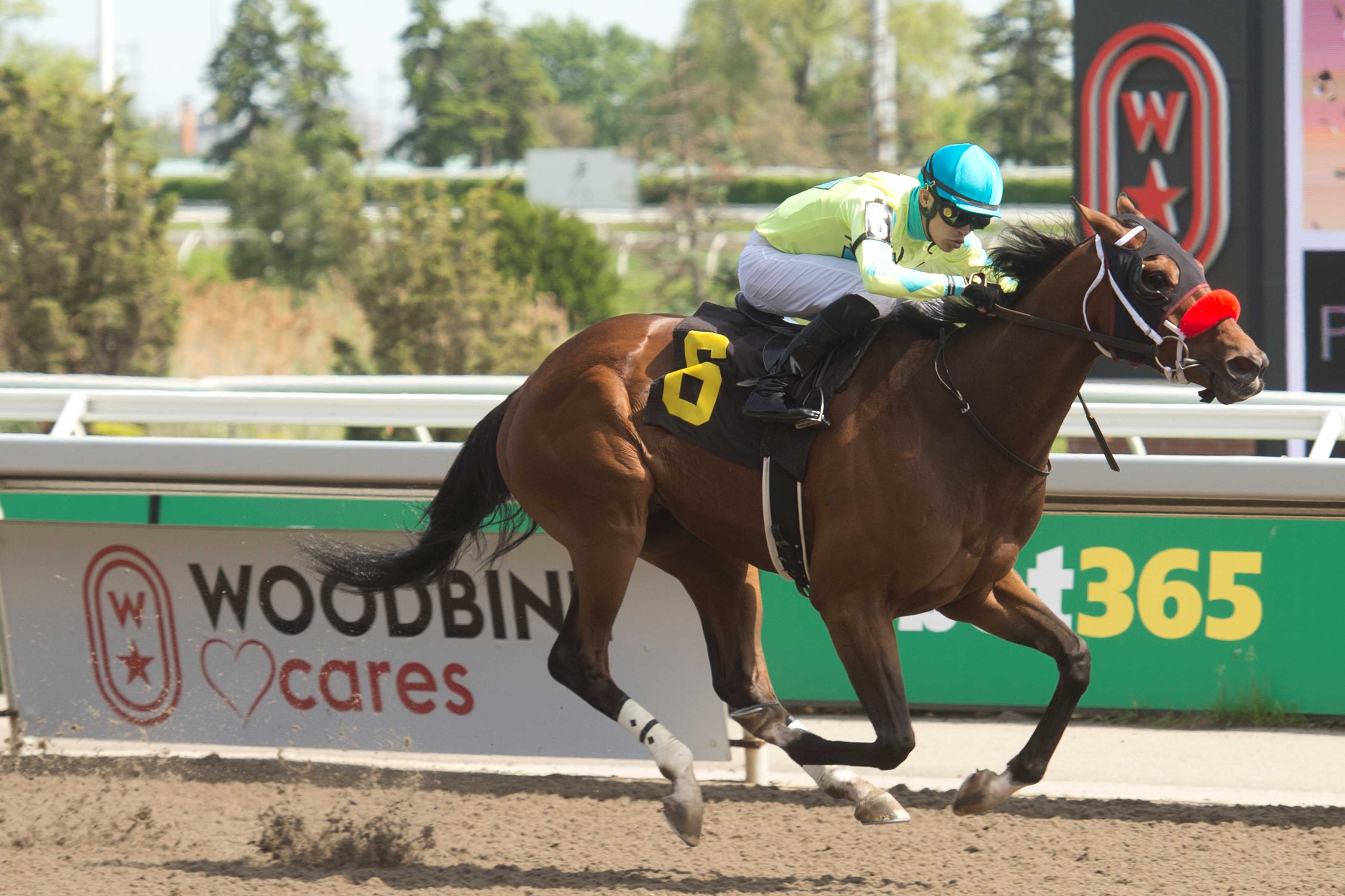 Forest Buzz and jockey Eswan Flores winning Race 5 on May 26, 2024 at Woodbine (Michael Burns Photo)