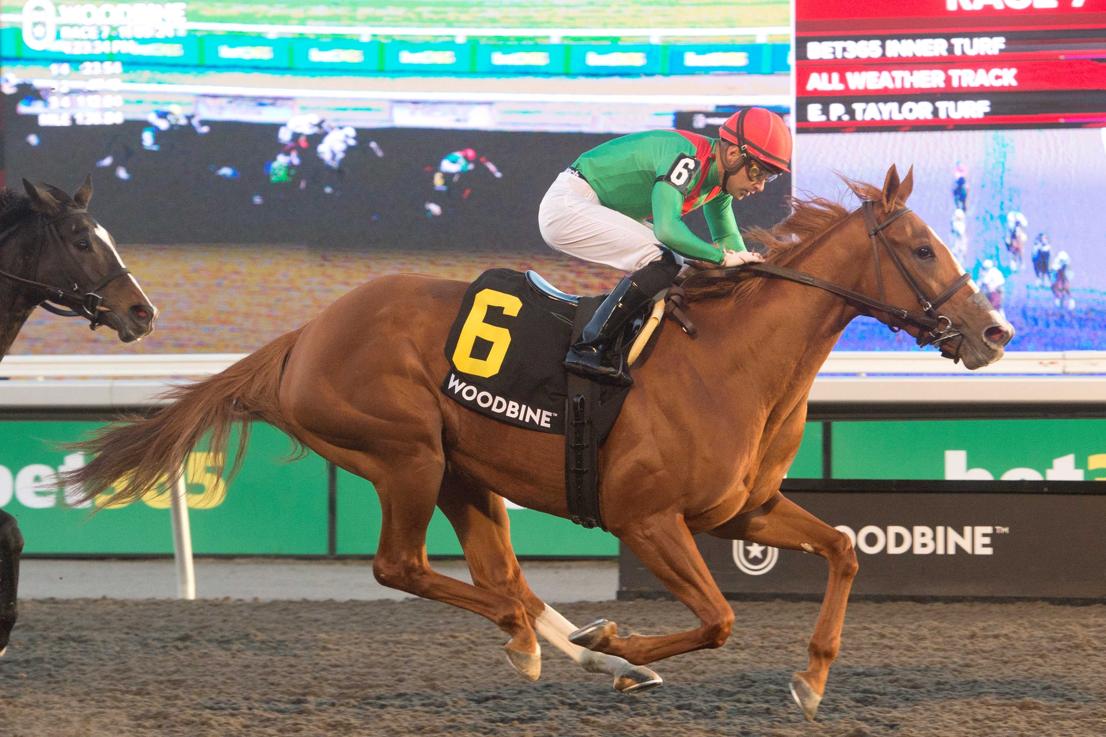 Elysian Field and jockey Sahin Civaci winning the Maple Leaf Stakes (G3) on November 9, 2024 at Woodbine (Michael Burns Photo)