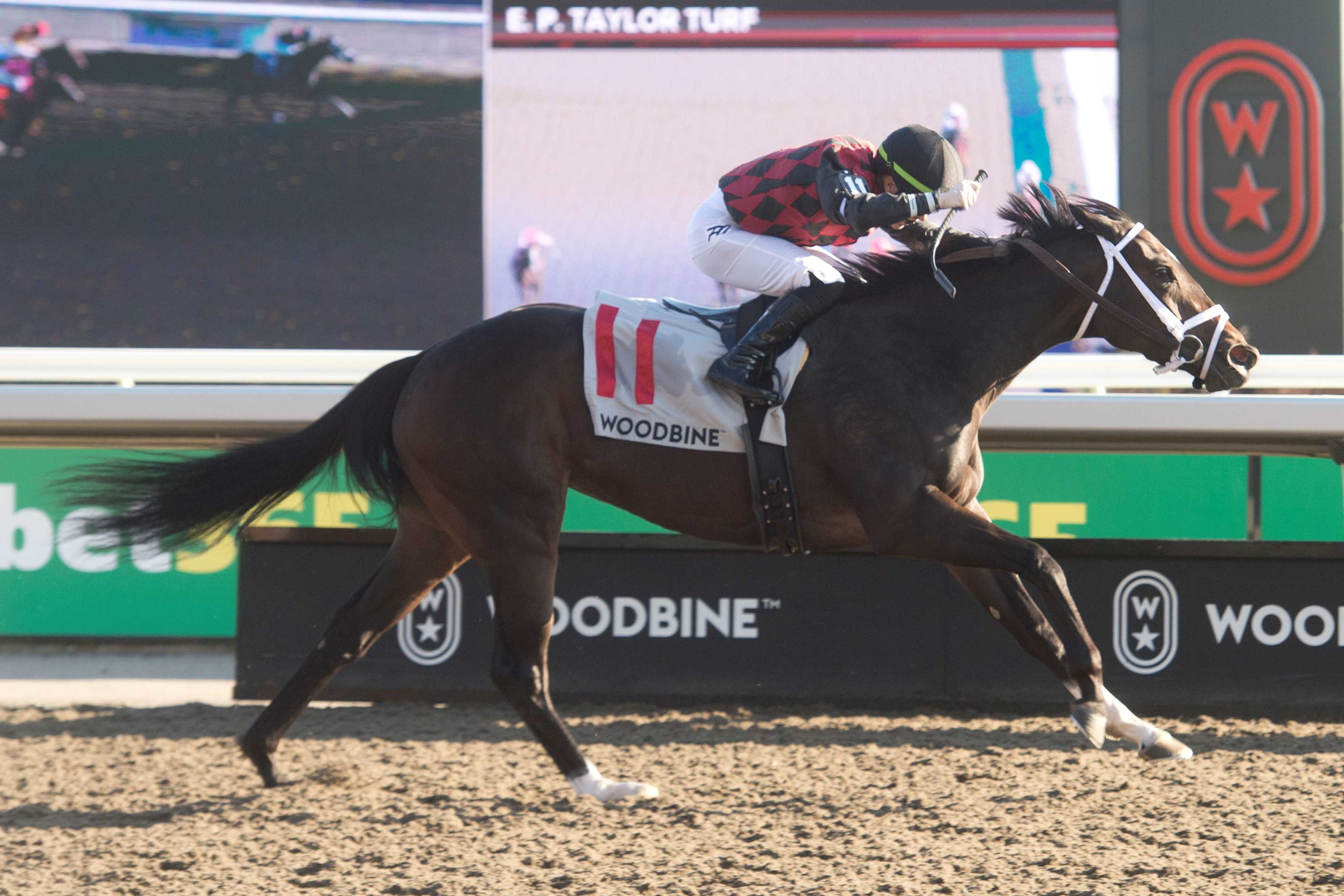 Ecstasy and jockey Fraser Aebly winning the Ontario Damsel Stakes on October 12, 2024 at Woodbine (Michael Burns Photo)