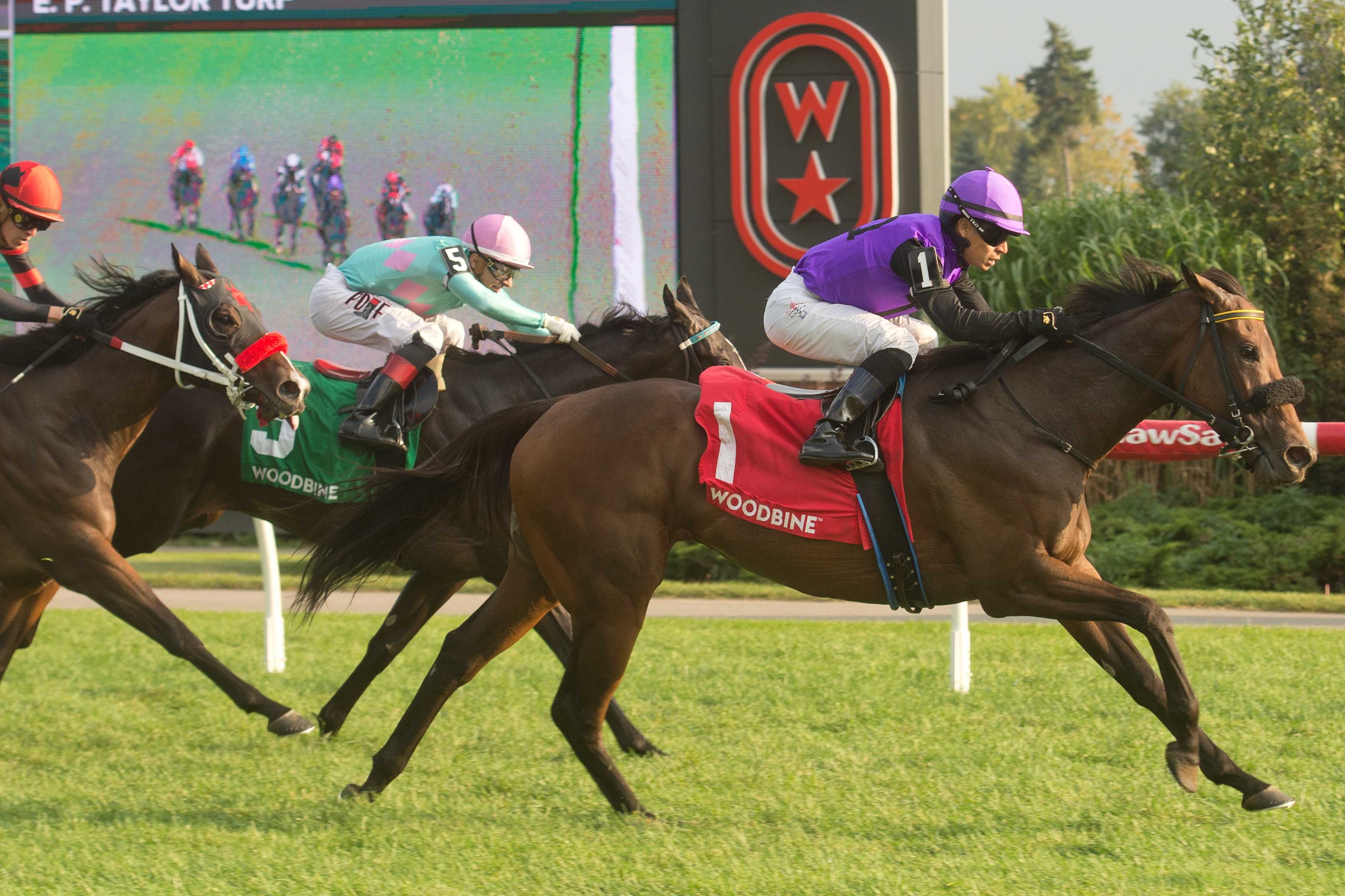 Owen's Tour Guide and jockey Jose Campos winning the Zadracarta Stakes on September 21, 2024 at Woodbine (Michael Burns Photo)