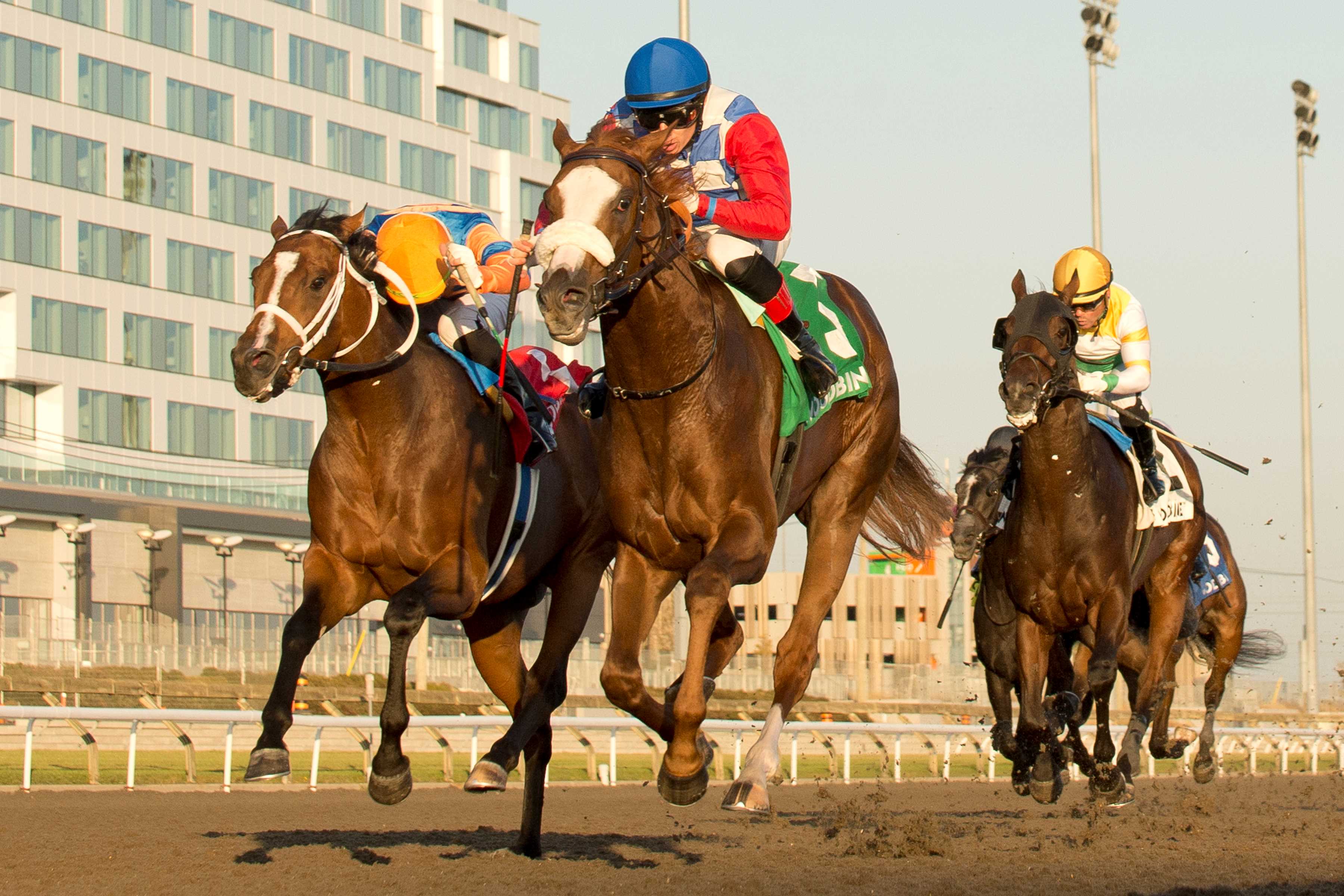 Dresden Row and jockey Ryan Munger winning the Ontario Derby on October 19, 2024 at Woodbine (Michael Burns Photo)