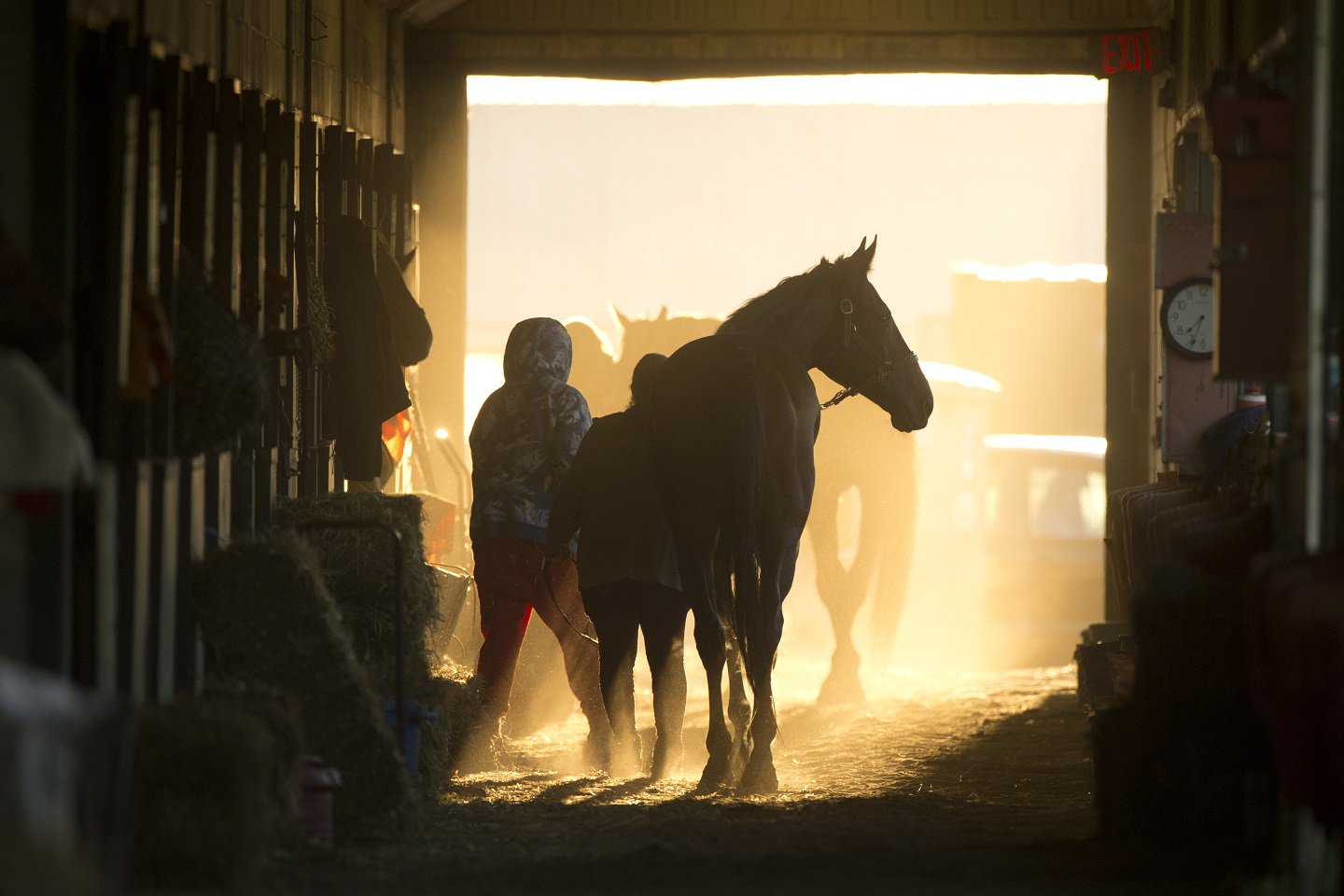 Horse in Stable at Woodbine Racetrack Backstretch