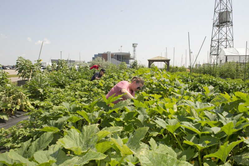 Woodbine Community Garden (Michael Burns Photo)