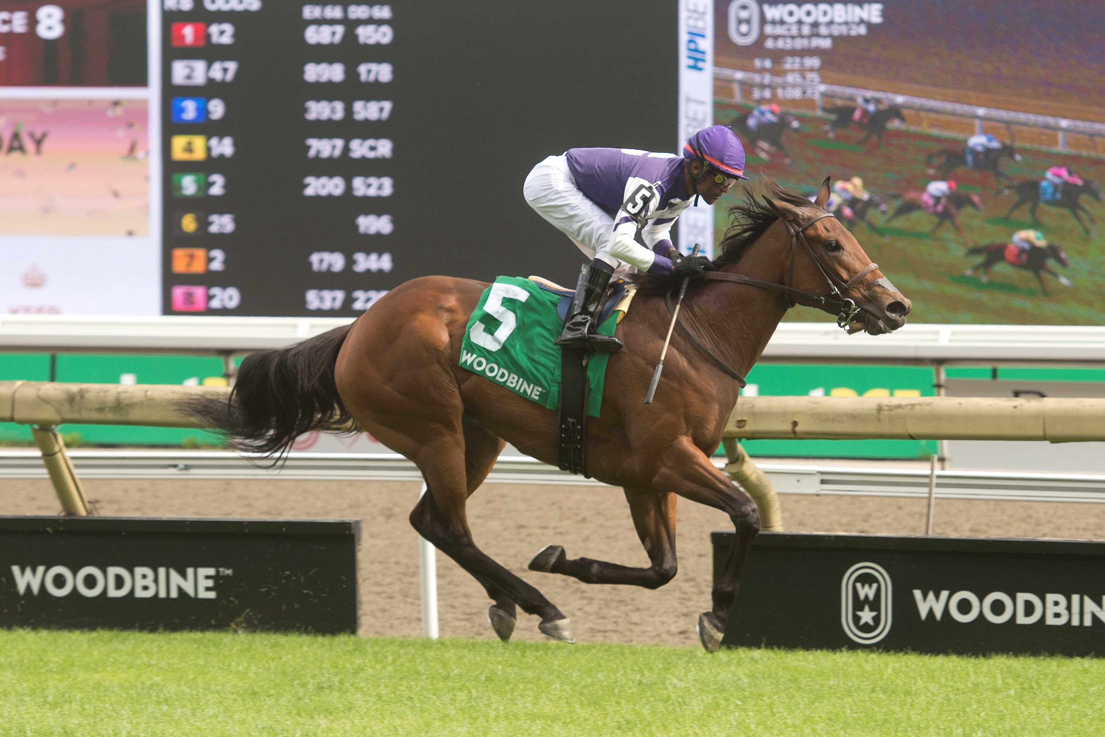 Play the Music and jockey Patrick Husbands winning the HPIbet Royal North Stakes (G3) on June 1, 2024 at Woodbine (Michael Burns Photo)