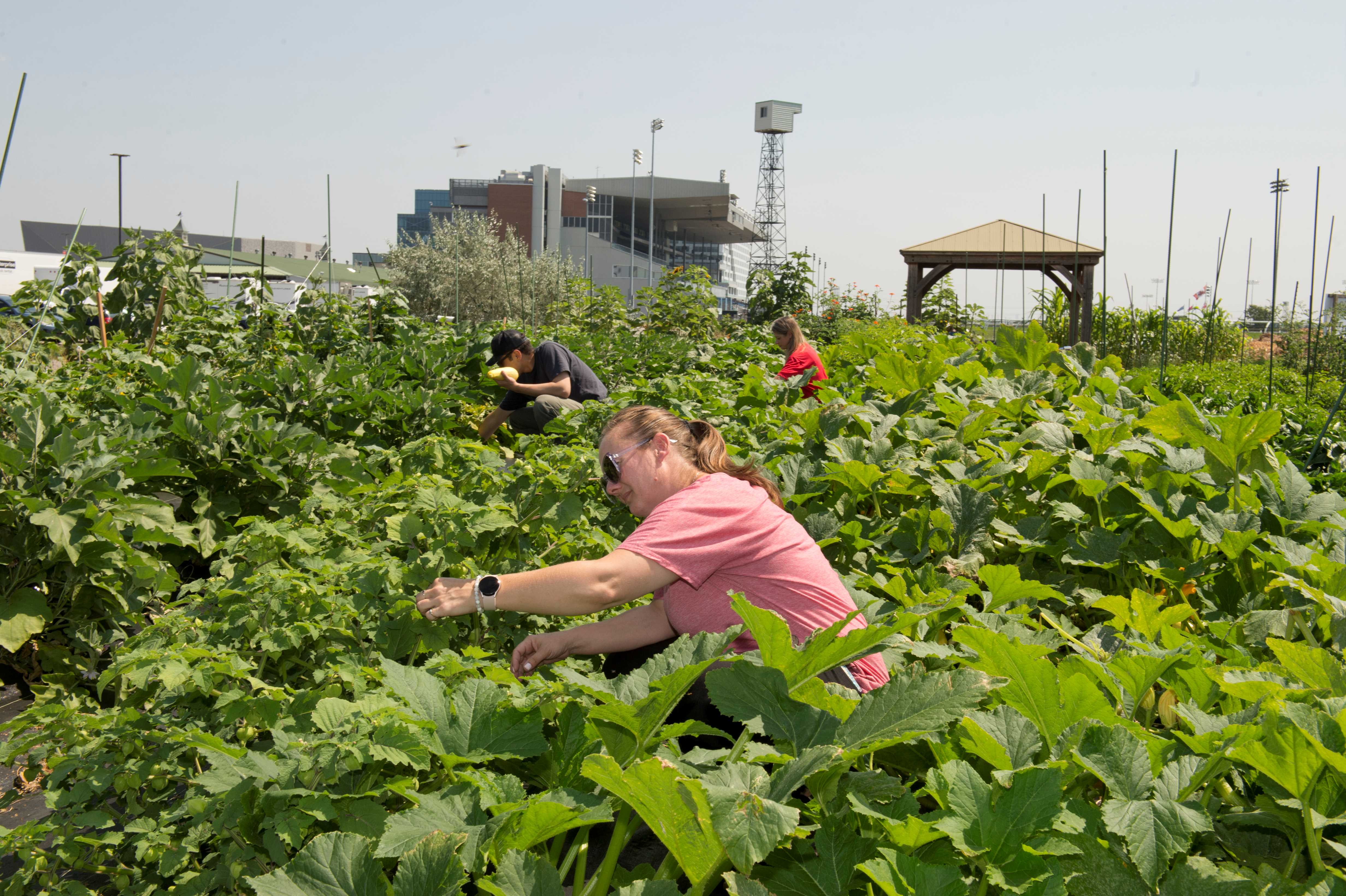 Woodbine Community Garden (Michael Burns Photo)