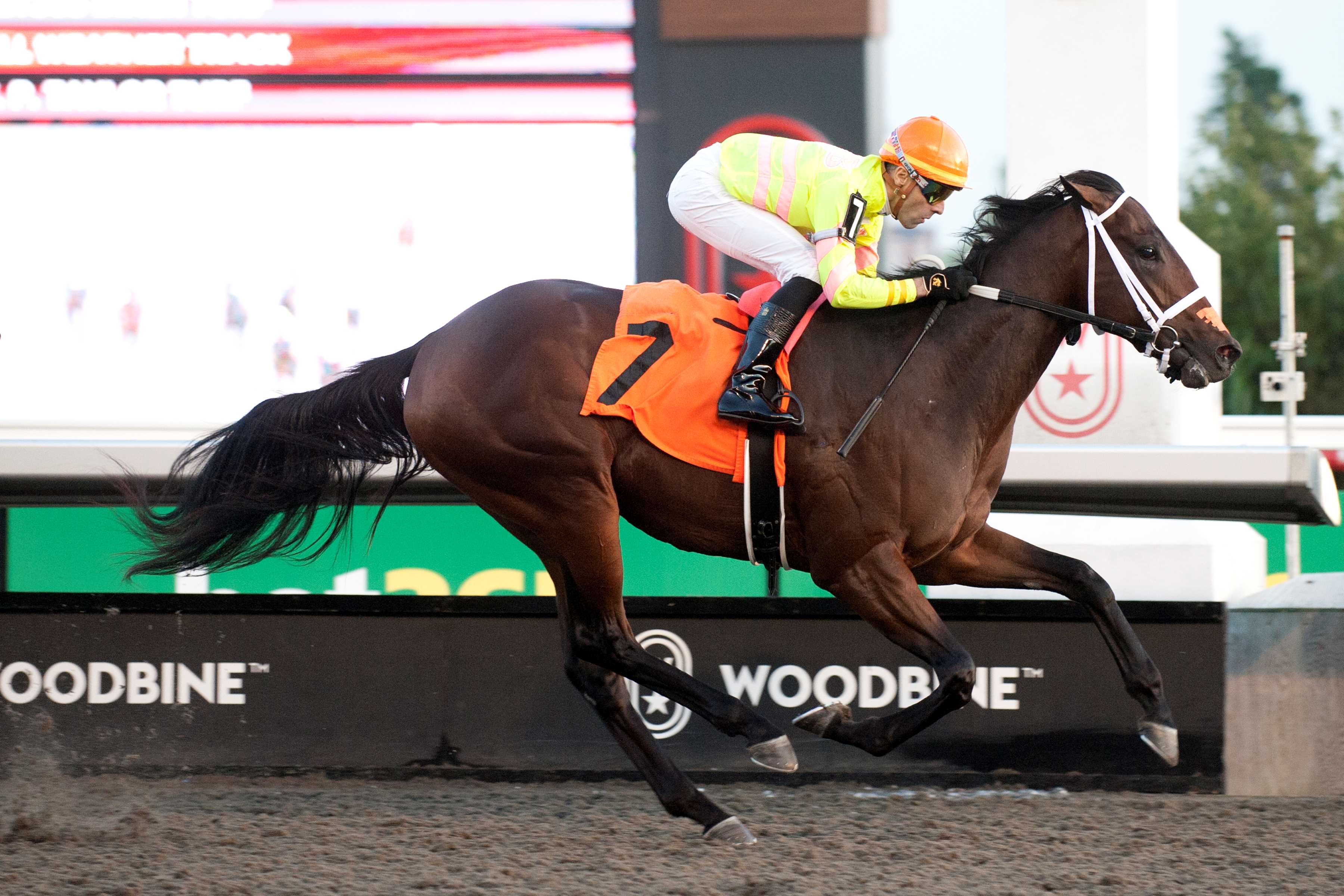 Mansetti and jockey Leo Salles - in Al and Bill Ulwelling Silks- winning Race 5 on September 26, 2024 at Woodbine (Michael Burns Photo)