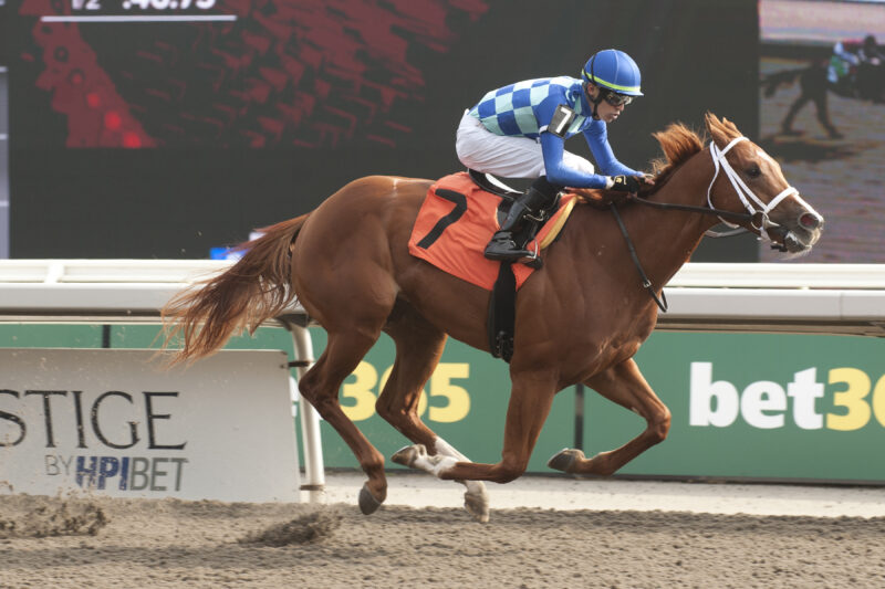 Navy Street and jockey Eswan Flores winning Race 5 on September 21, 2025 at Woodbine (Michael Burns Photo)
