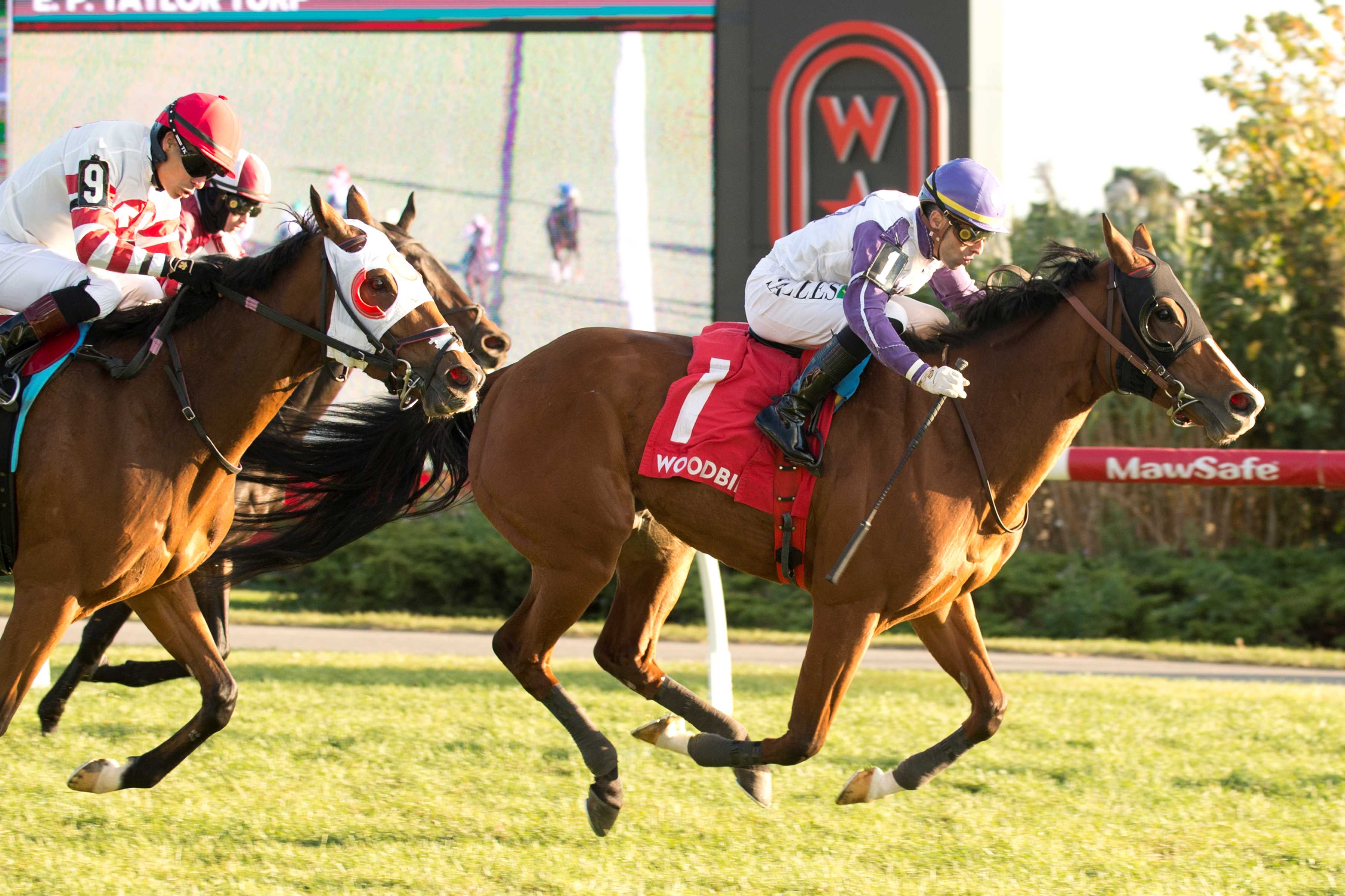 Taquanyah and jockey Leo Salles winning the Eternal Search Stakes on October 26, 2024 at Woodbine (Michael Burns Photo)