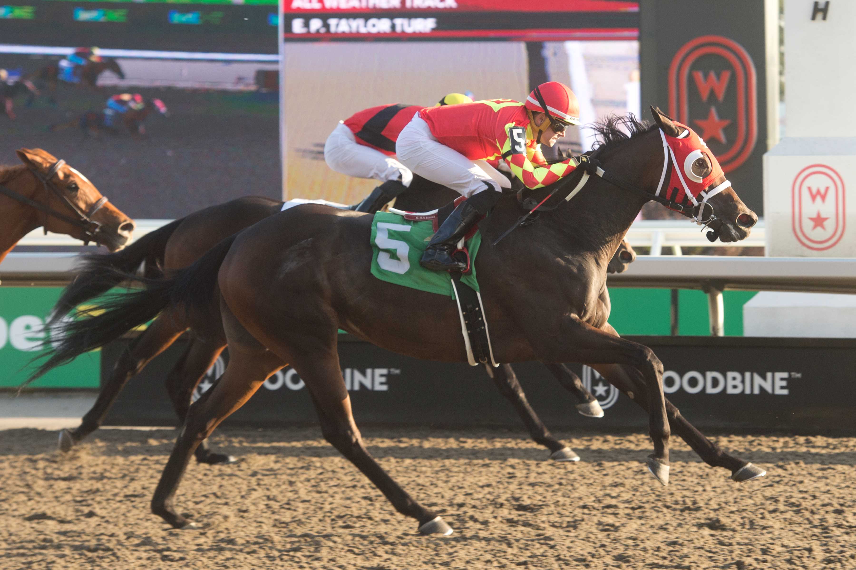 Awasef and jockey Austin Adams winning Race 8 on October 19, 2024 at Woodbine (Michael Burns Photo)