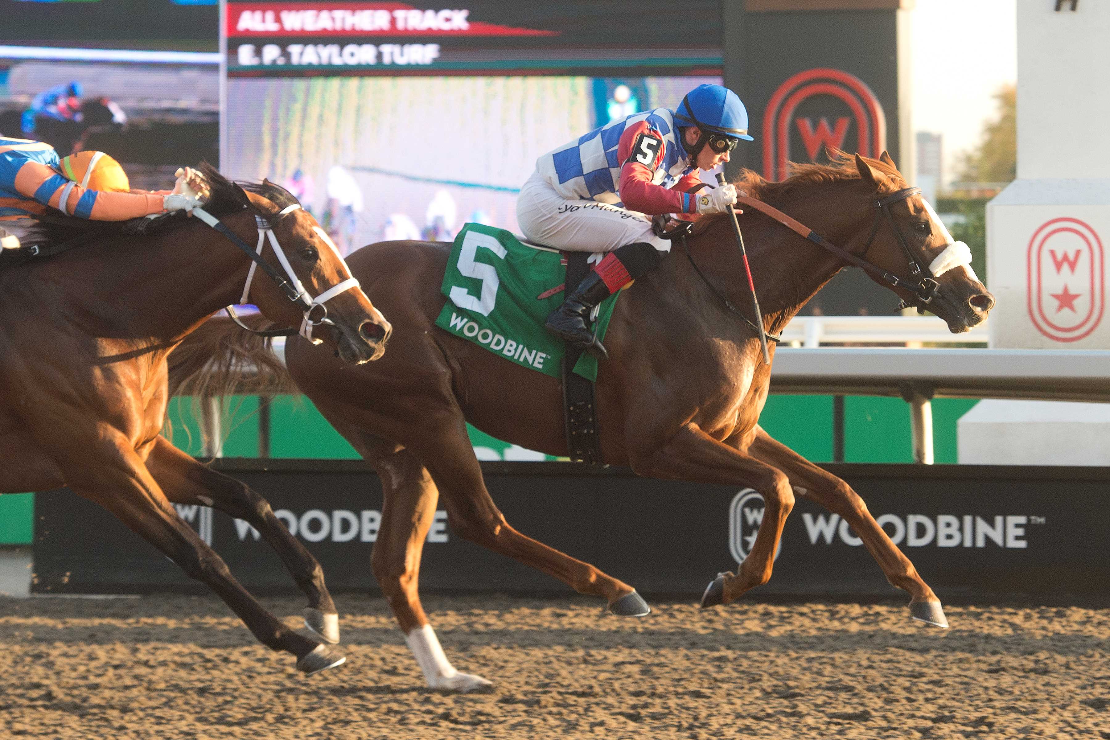 Dresden Row and jockey Ryan Munger winning the Ontario Derby on October 19, 2024 at Woodbine (Michael Burns Photo)