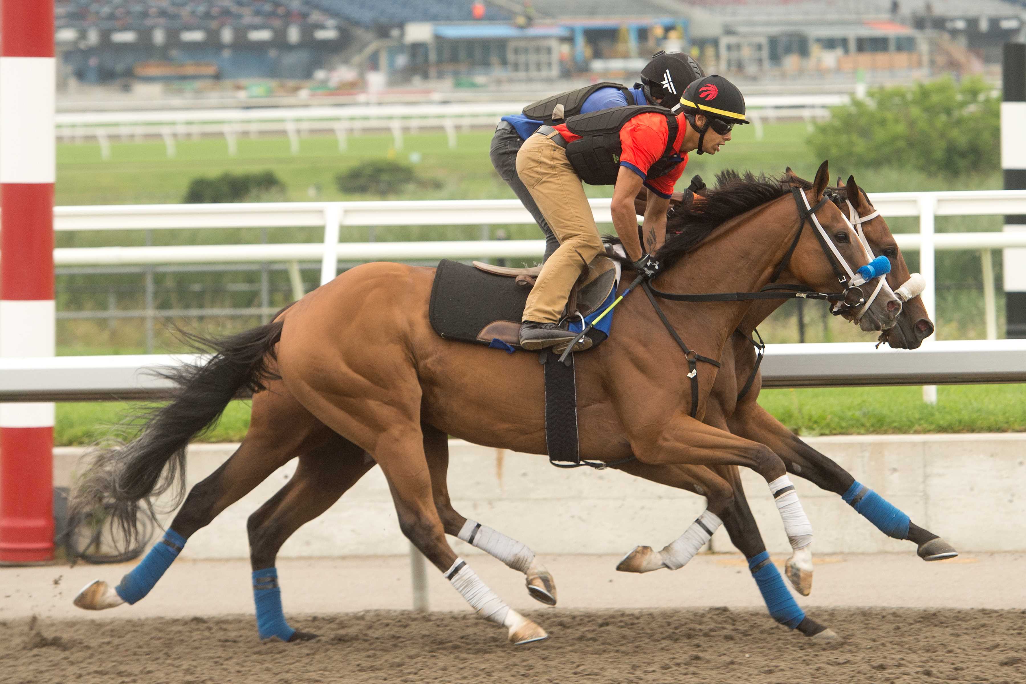 Thor's Cause training at Woodbine (Michael Burns Photo)