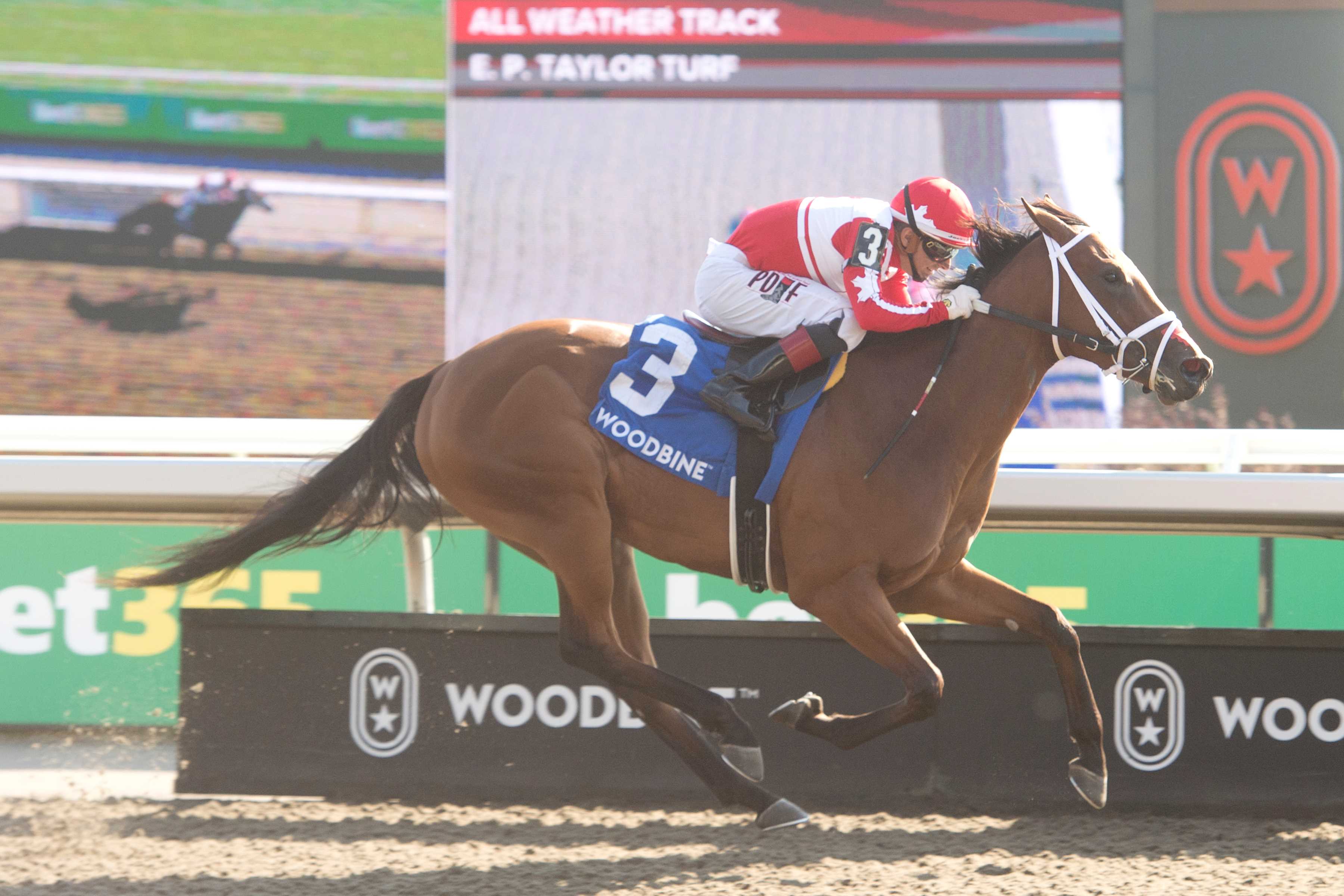 Brengungirl and jockey Rafael Hernandez winning the South Ocean Stakes on October 20, 2024 at Woodbine (Michael Burns Photo)