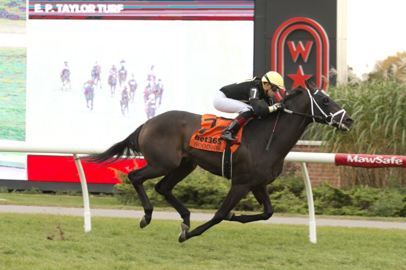 Hammerhead and jockey Austin Adams winning Race 7 on October 27, 2025 at Woodbine (Michael Burns Photo)