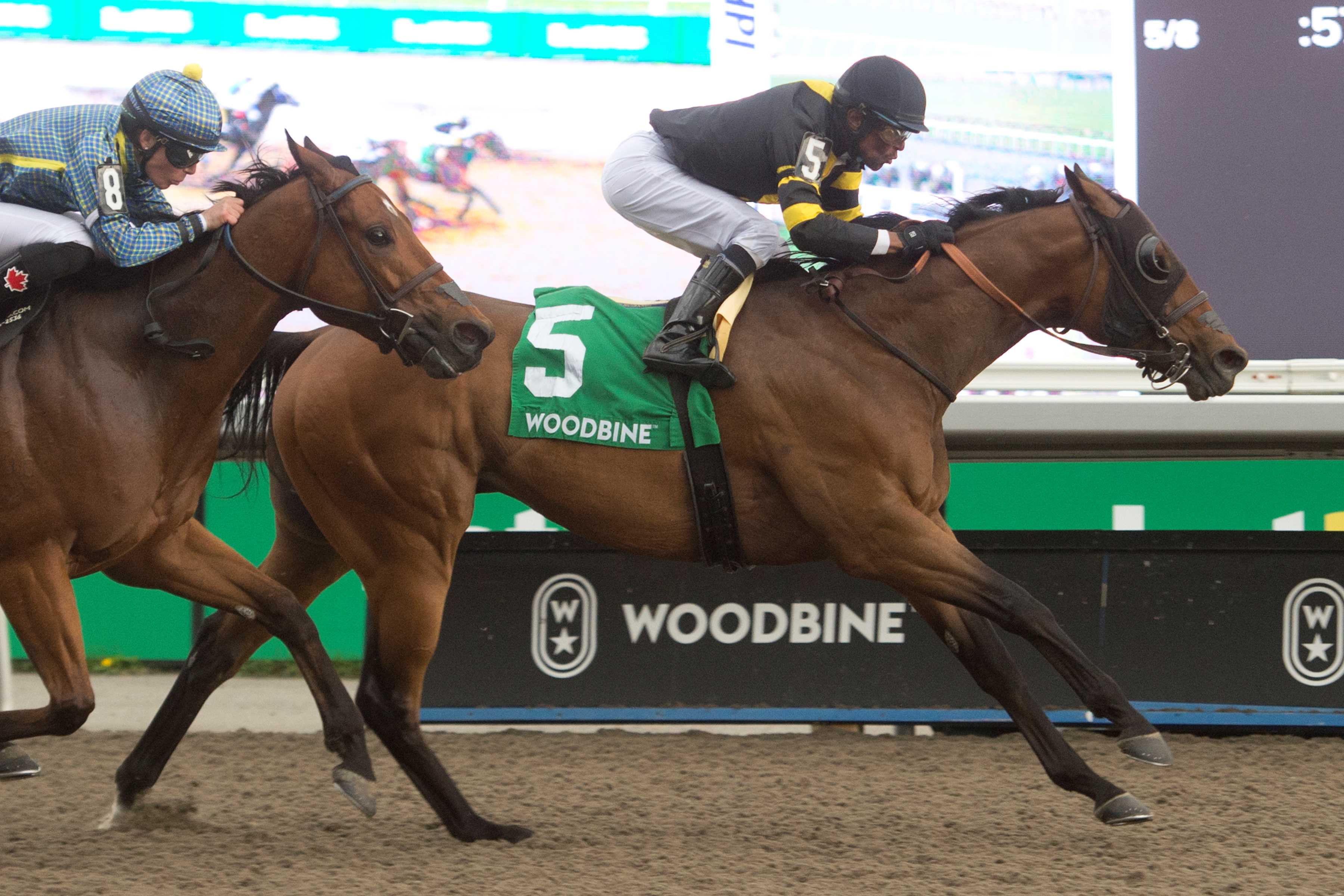 Candy Overload and jockey Patrick Husbands winning the Thorncliffe Stakes on May 5, 2024 at Woodbine (Michael Burns Photo)