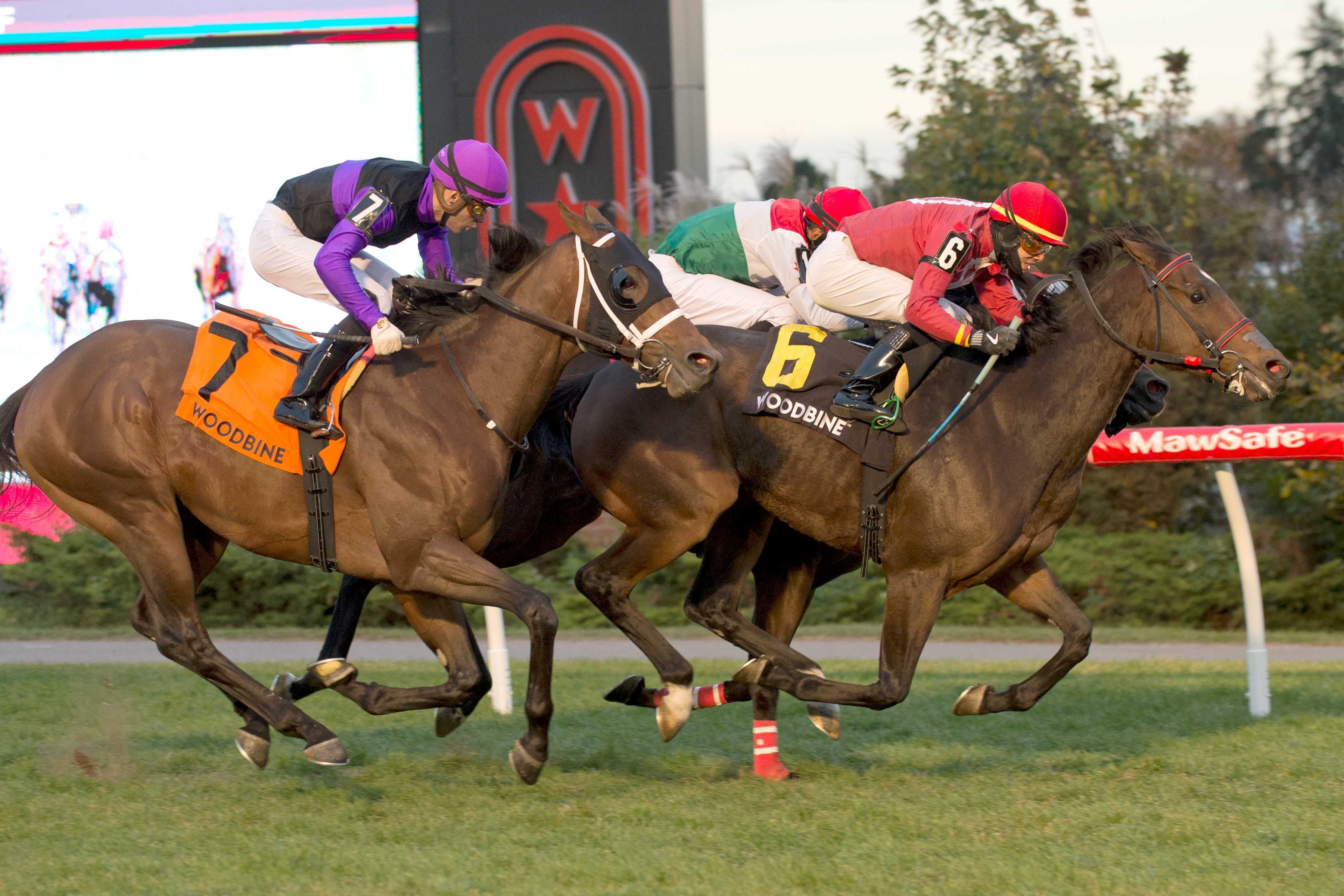 Hunt Master and jockey Jeffrey Alderson winning the Overskate stakes on October 27, 2024 at Woodbine (Michael Burns Photo)