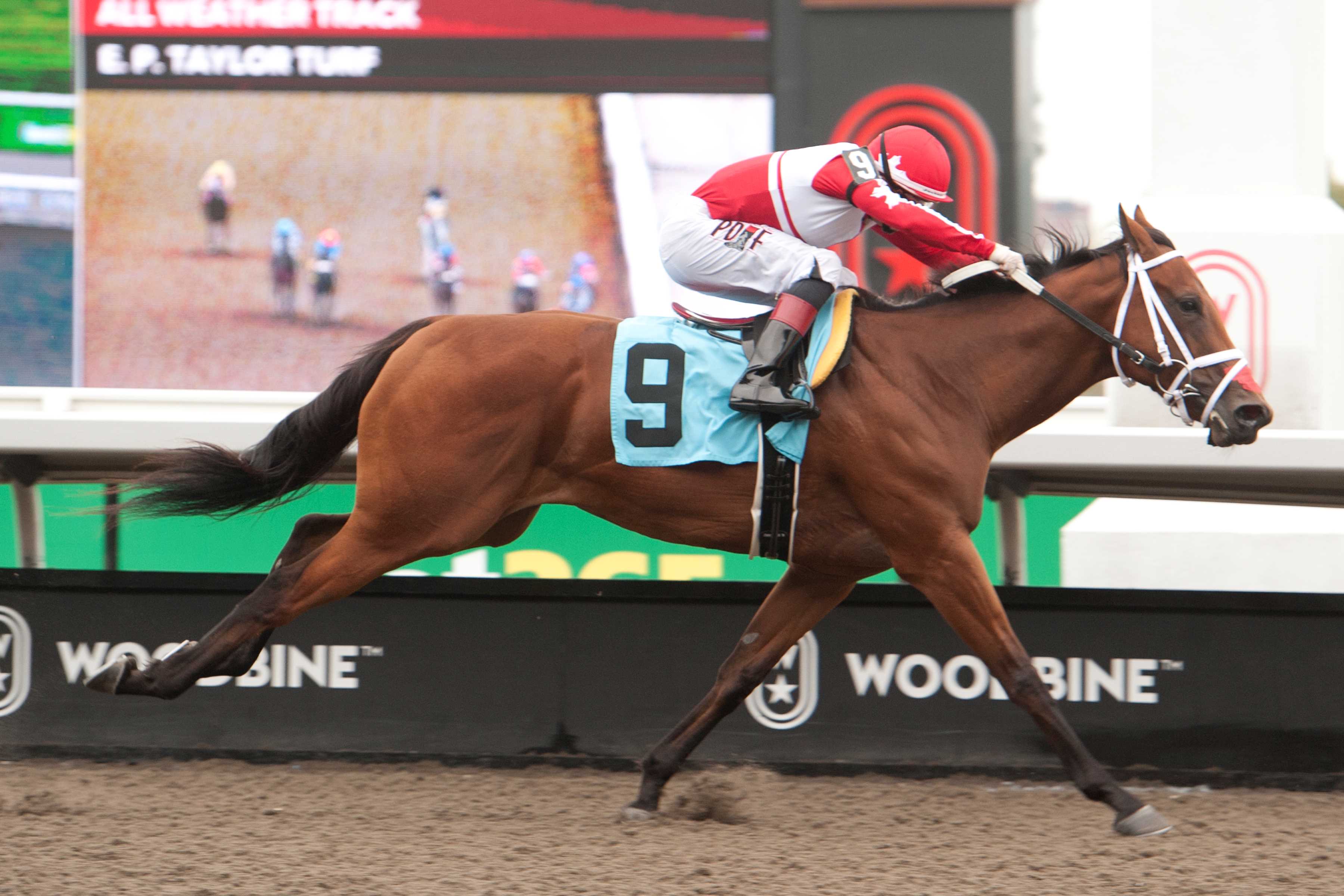 Brengungirl and jockey Rafael Hernandez winning Race 6 on September 28, 2024 at Woodbine (Michael Burns Photo)