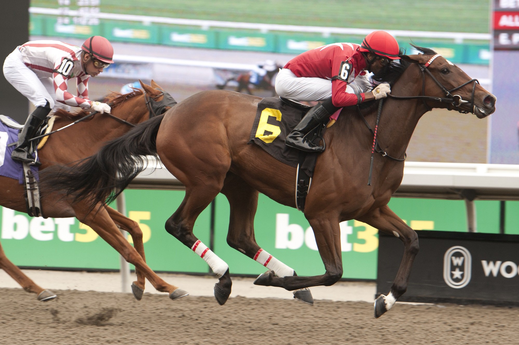 Social Code winning Race 7 on September 28, 2024 at Woodbine. Social Code is trained by Steve Flint and owned by CamHaven Farms. (Michael Burns Photo)