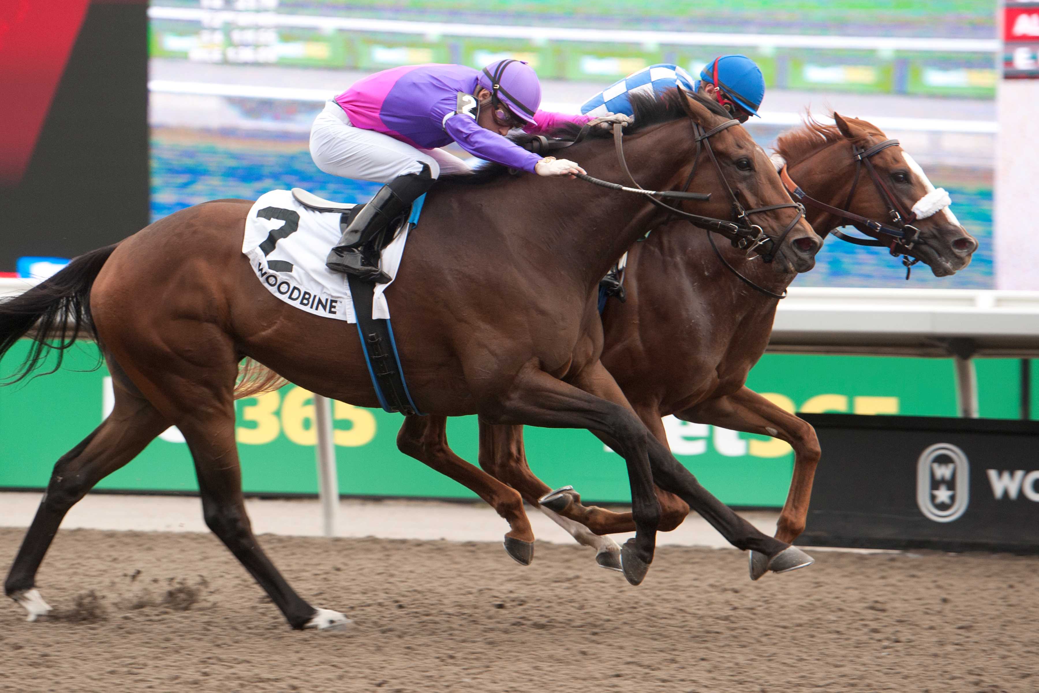 Dresden Row and jockey Ryan Munger winning the Durham Cup (G3) on September 28, 2024 at Woodbine (Michael Burns Photo)