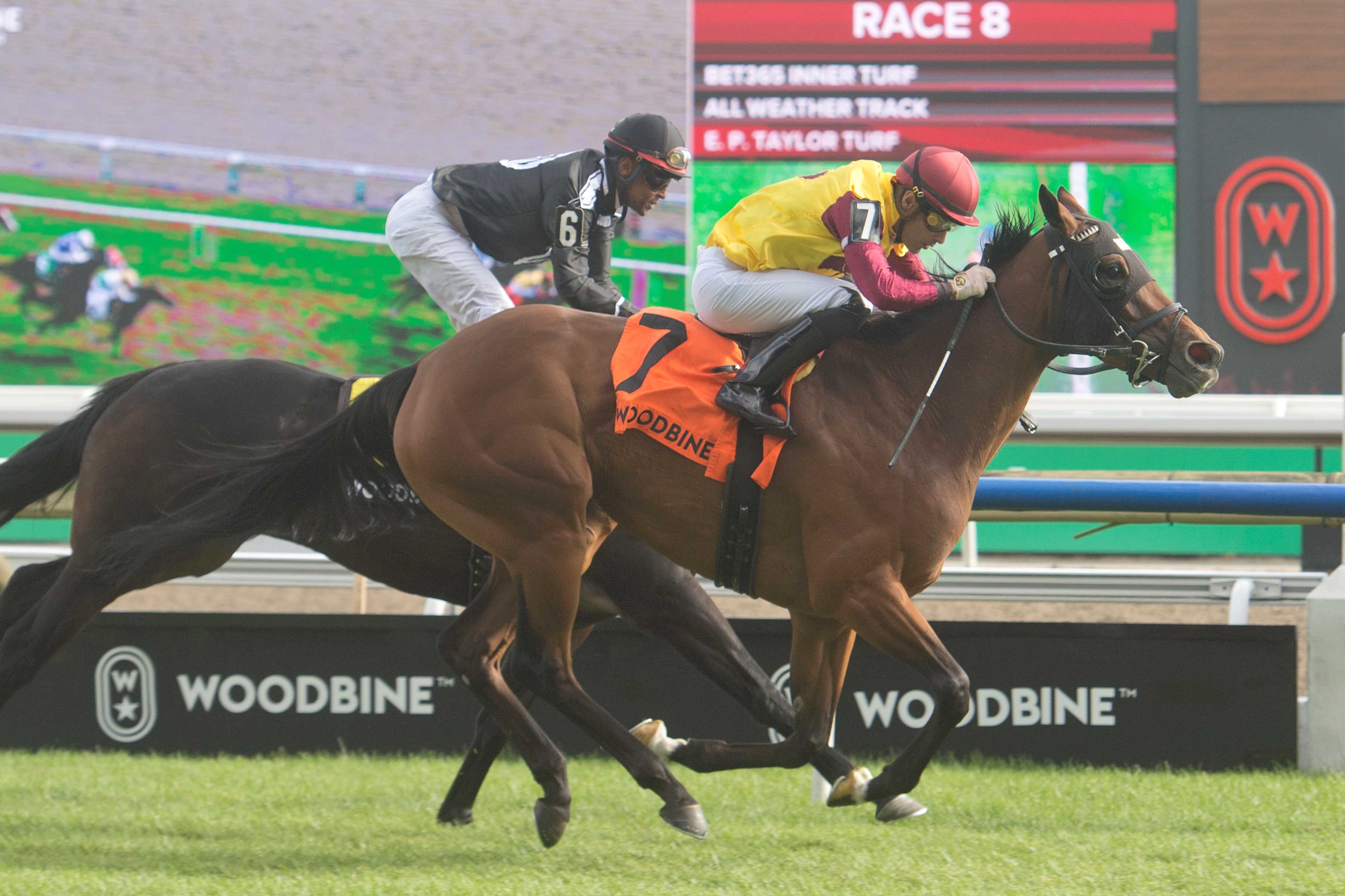 Hurricane Clair and jockey Sahin Civaci winning the Wonder Where Stakes on September 8, 2024 at Woodbine (Michael Burns Photo)