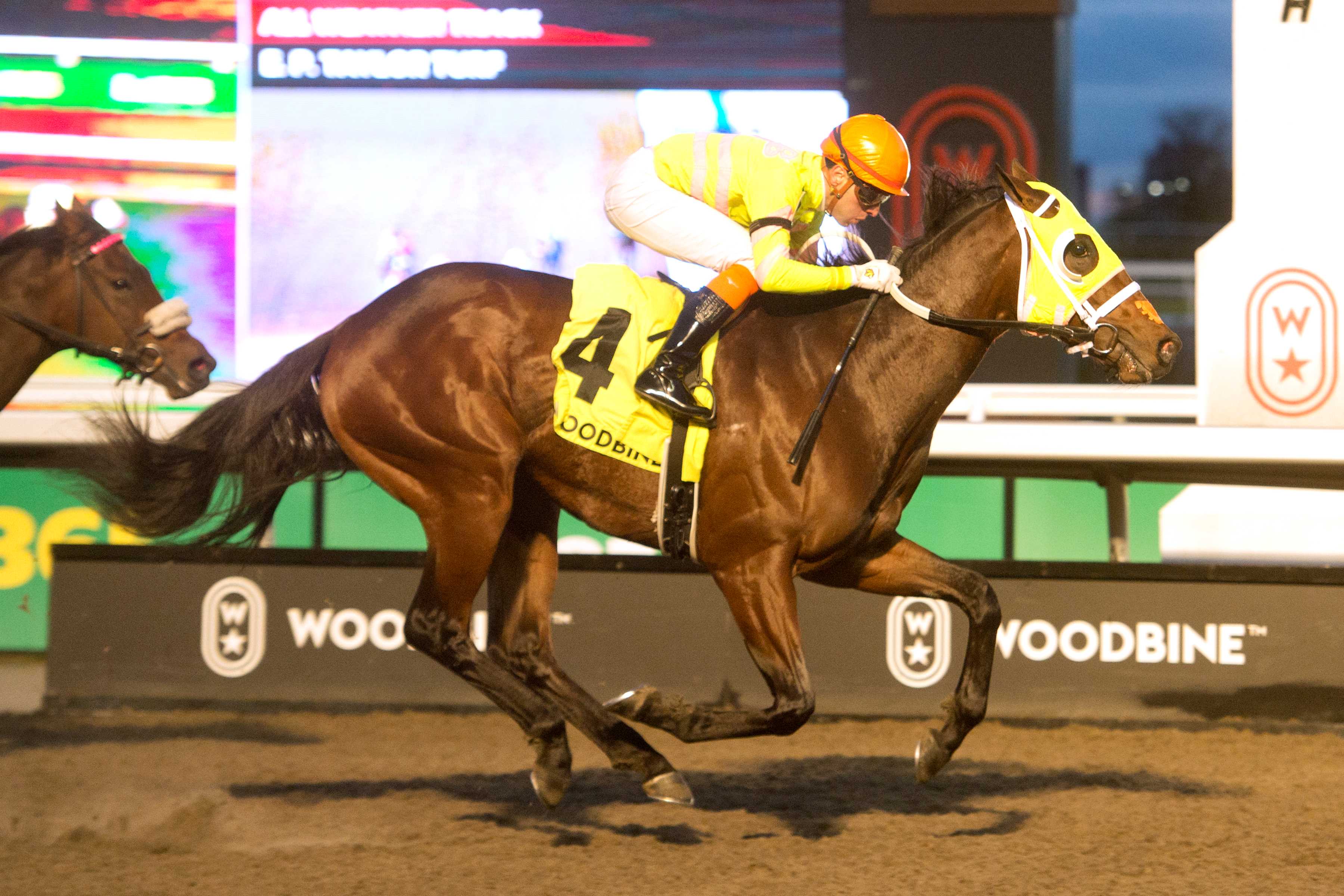 Mansetti and jockey Leo Salles winning the Clarendon Stakes on November 24, 2024 at Woodbine (Michael Burns Photo)