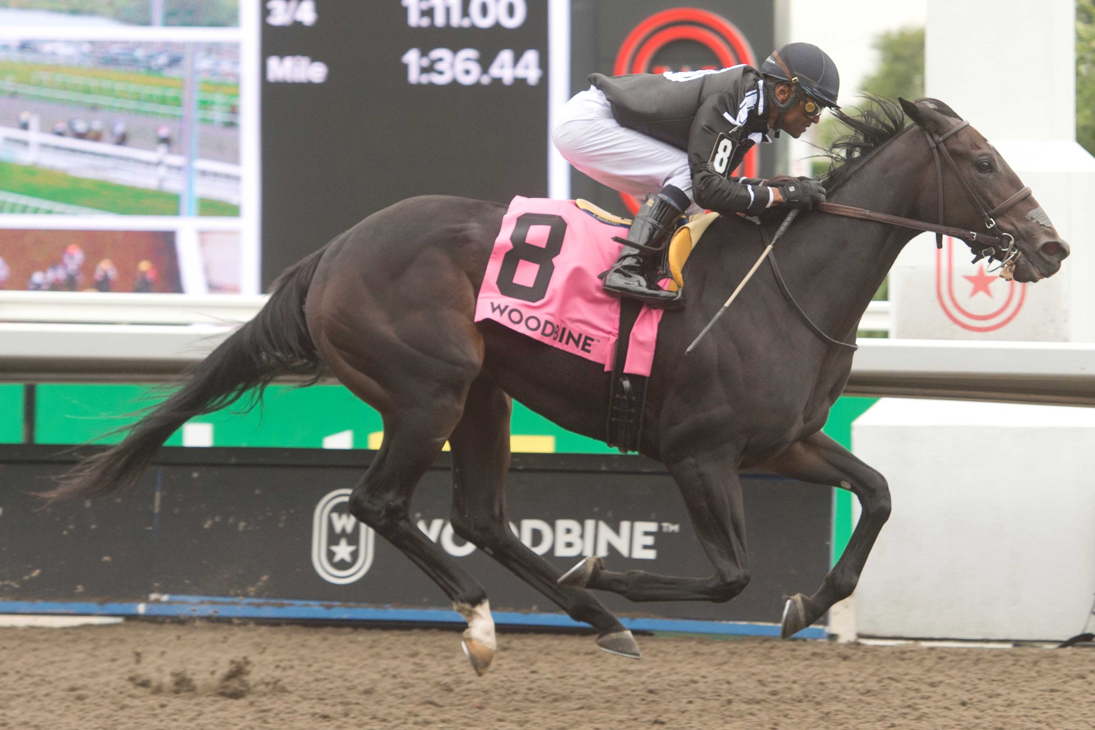 Stormcast and jockey Patrick Husbands winning the Bison City Stakes on August 10, 2024 at Woodbine (Michael Burns Photo)