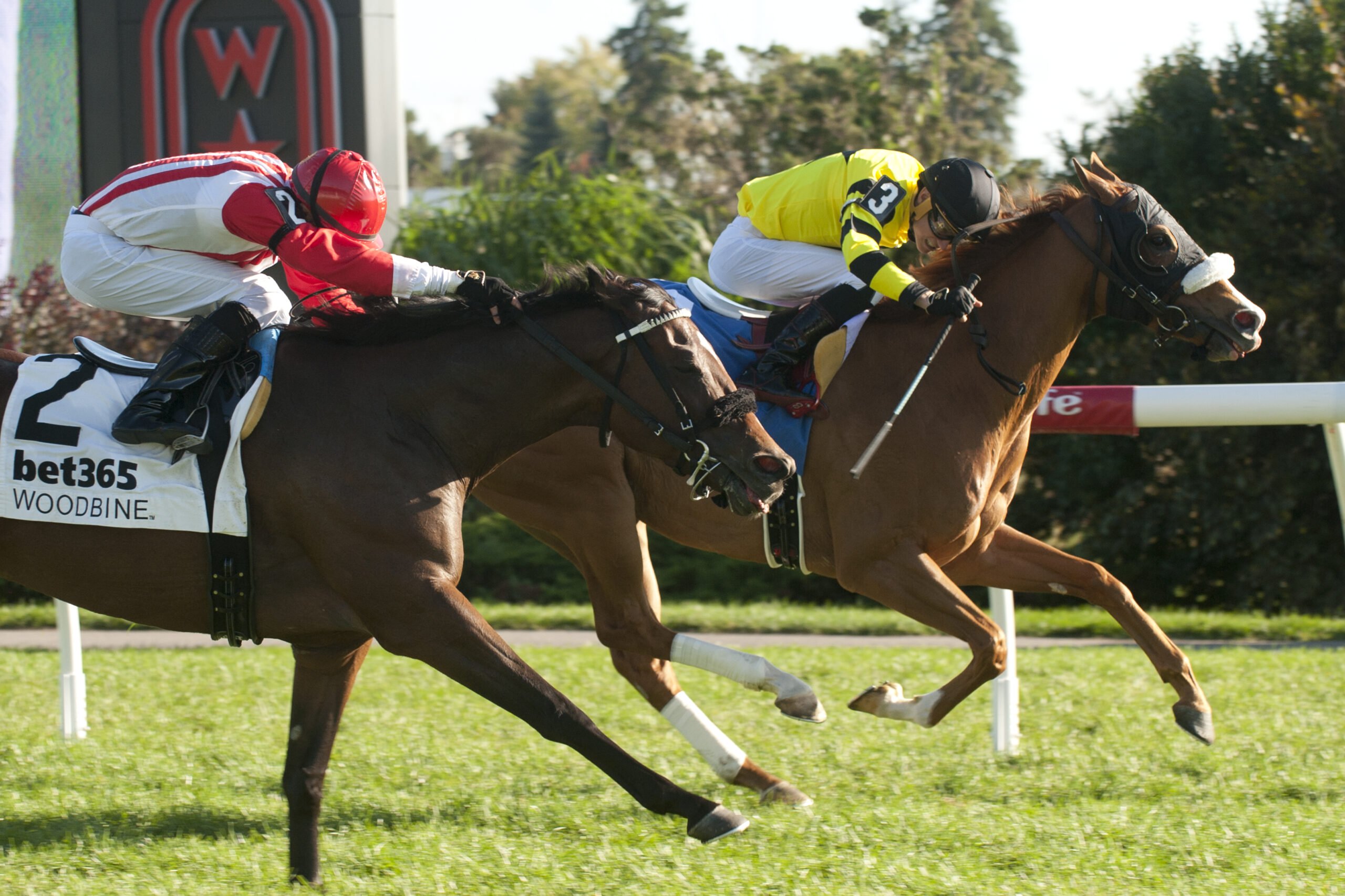 Inner turf talent Miss Vyvyanne ready for Grade 2 Highlander test