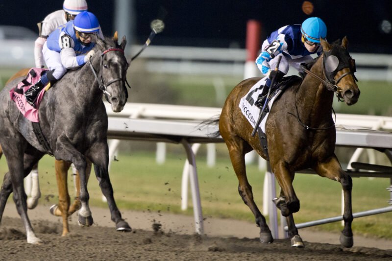 Kekoa and jockey Austin Adams winning the Lake Ontario Stakes on November 21, 2025 at Woodbine (Michael Burns Photo)