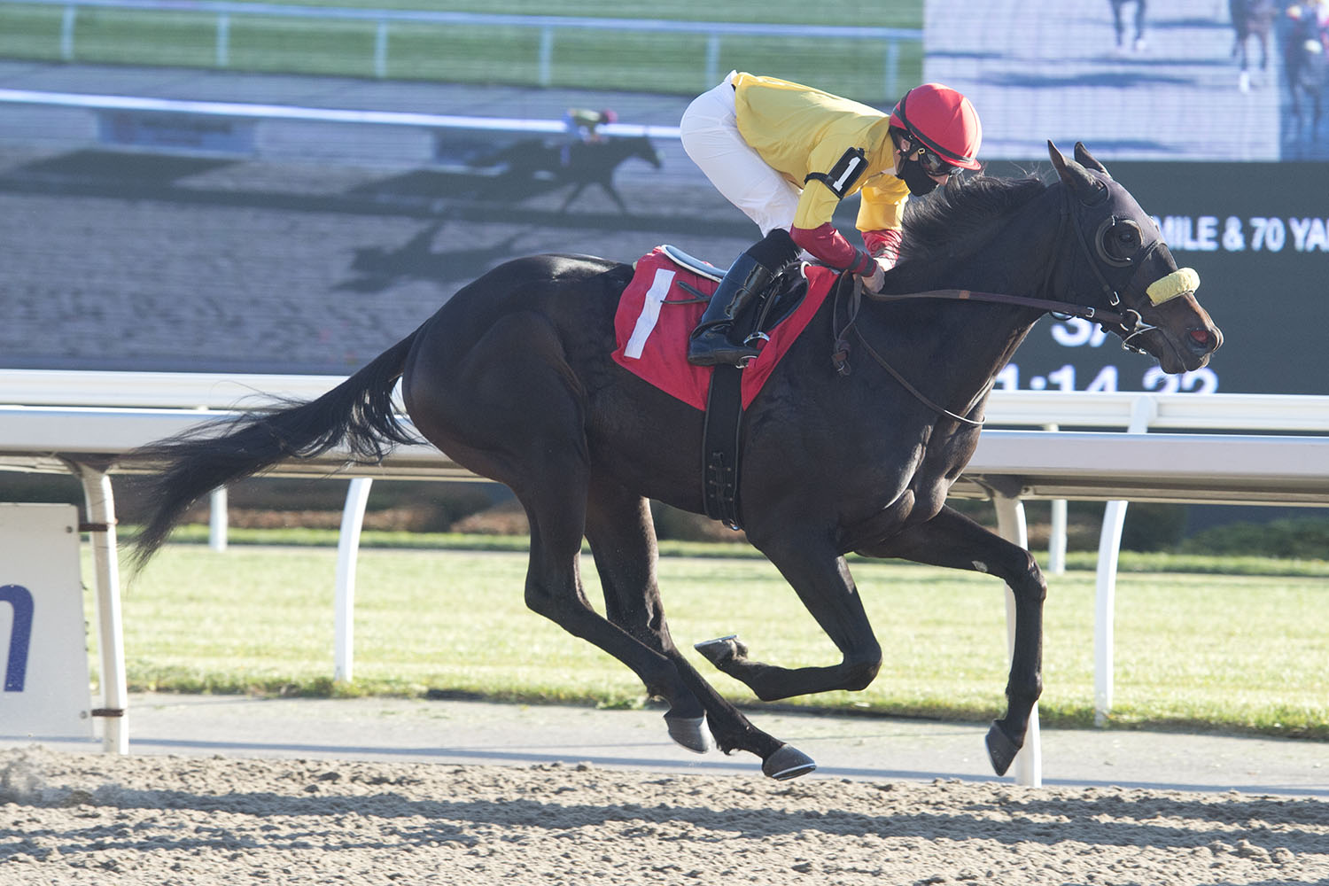 Derzkii, in rein to Emma-Jayne Wilson, closing out his rookie campaign last year with a November 12 victory at Woodbine Racetrack. (Michael Burns Photo) 