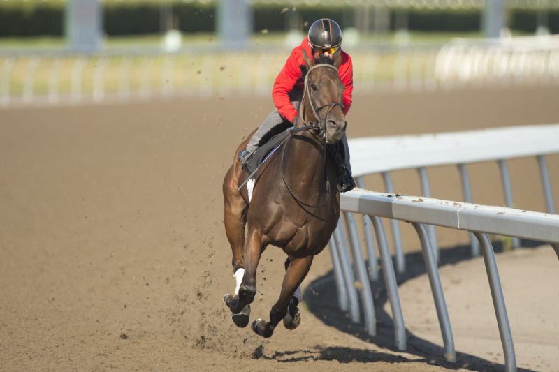 Duke of Love (Michael Burns Photo)