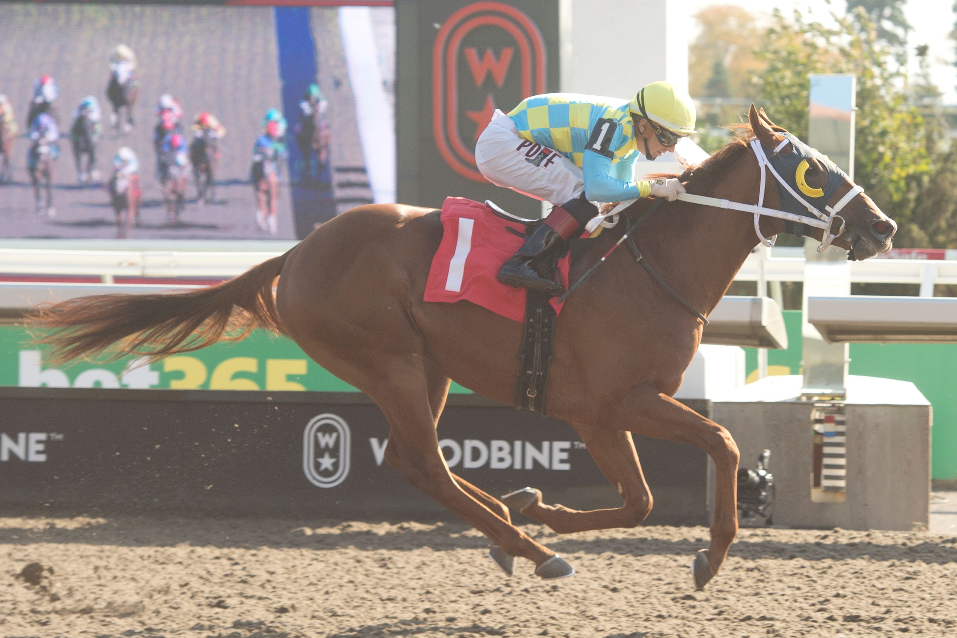 Go Jimmy Go at Woodbine (Michael Burns Photo)