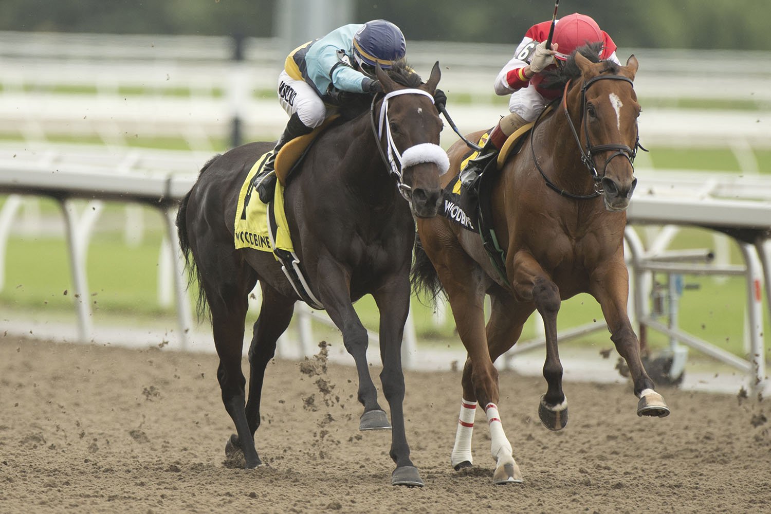 Golden Vision and jockey Omar Moreno winning the $100,000 Ballade Stakes on Saturday, July 17 at Woodbine Racetrack. (Michael Burns Photo)