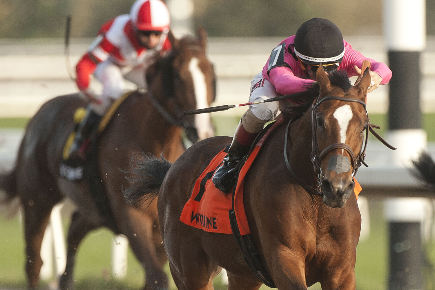 Heavenly Curlin and jockey Rafael Hernandez winning the $125,000 Maple Leaf Stakes (Grade 3) on Saturday, Nov. 7 at Woodbine Racetrack. (Michael Burns Photo)